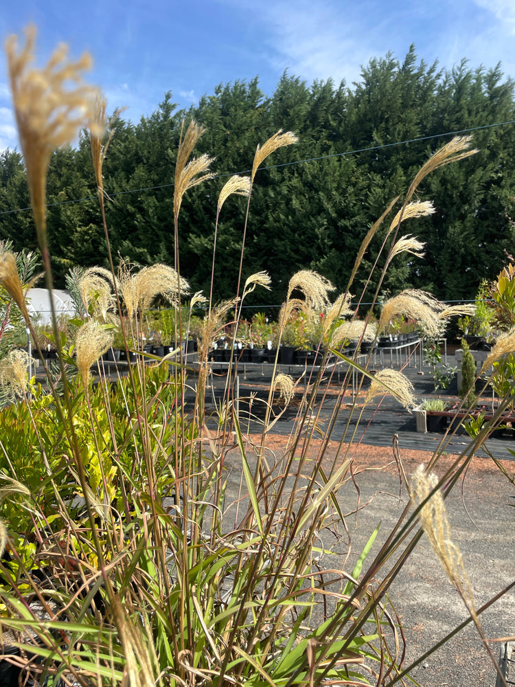 Grasses and Strappy Plants