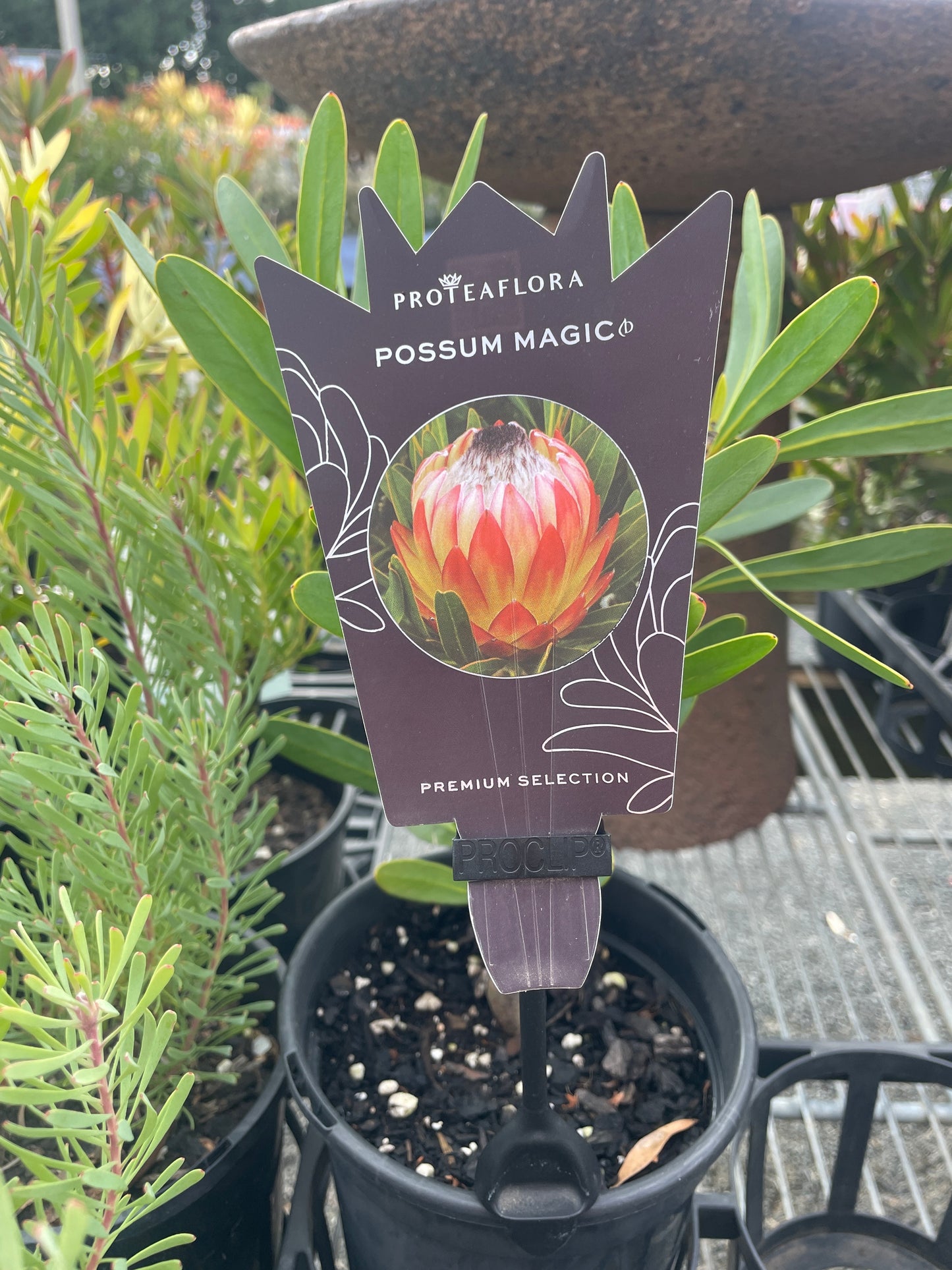 Protea 'Possum Magic'