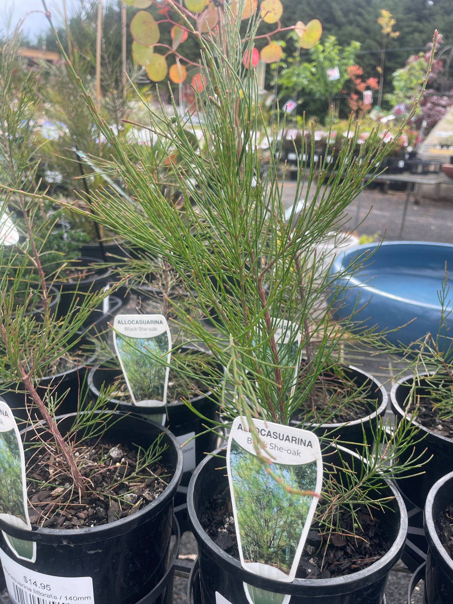 Allocasuarina littoralis
