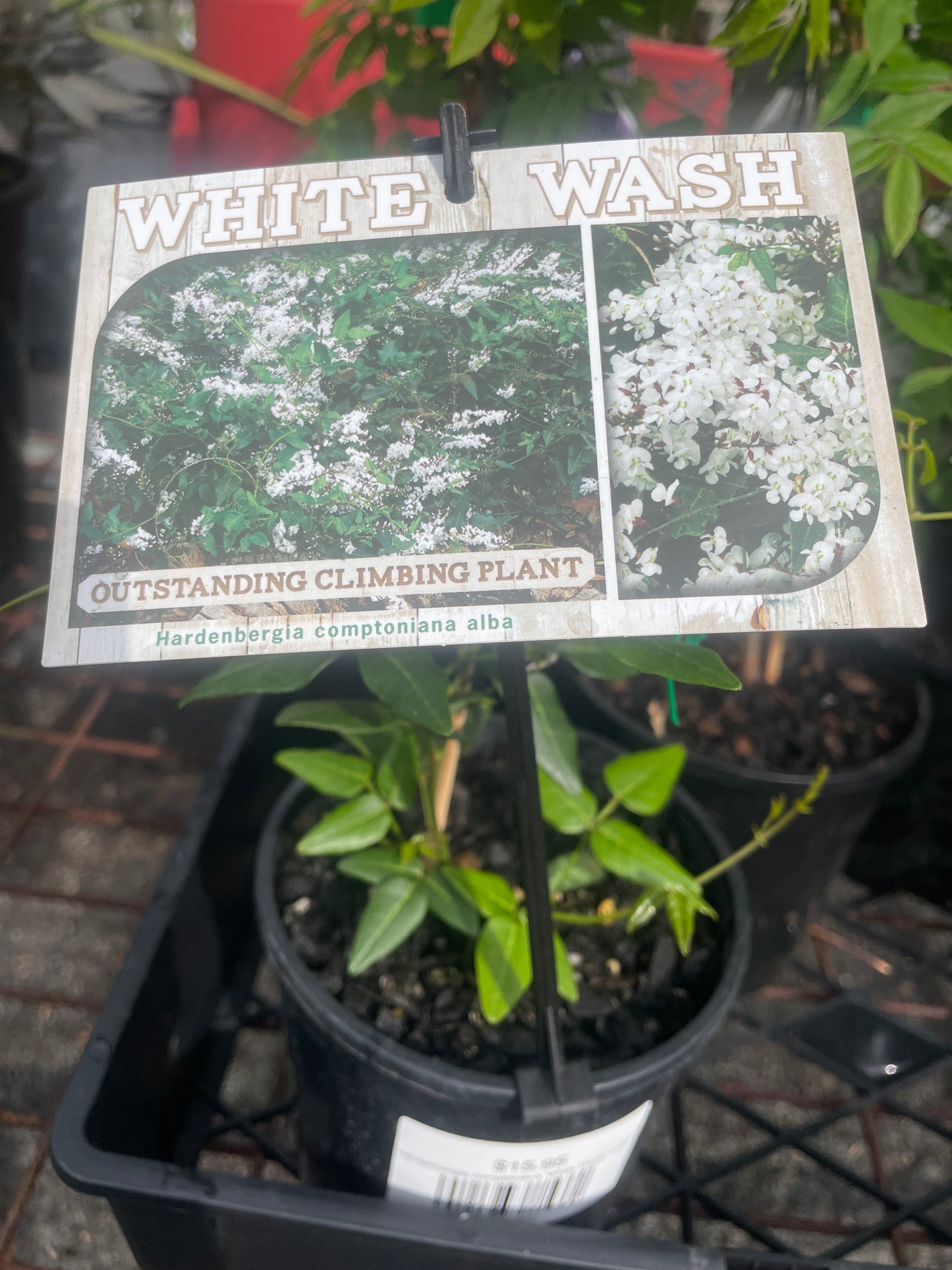 Hardenbergia comptoniana 'White Wash'