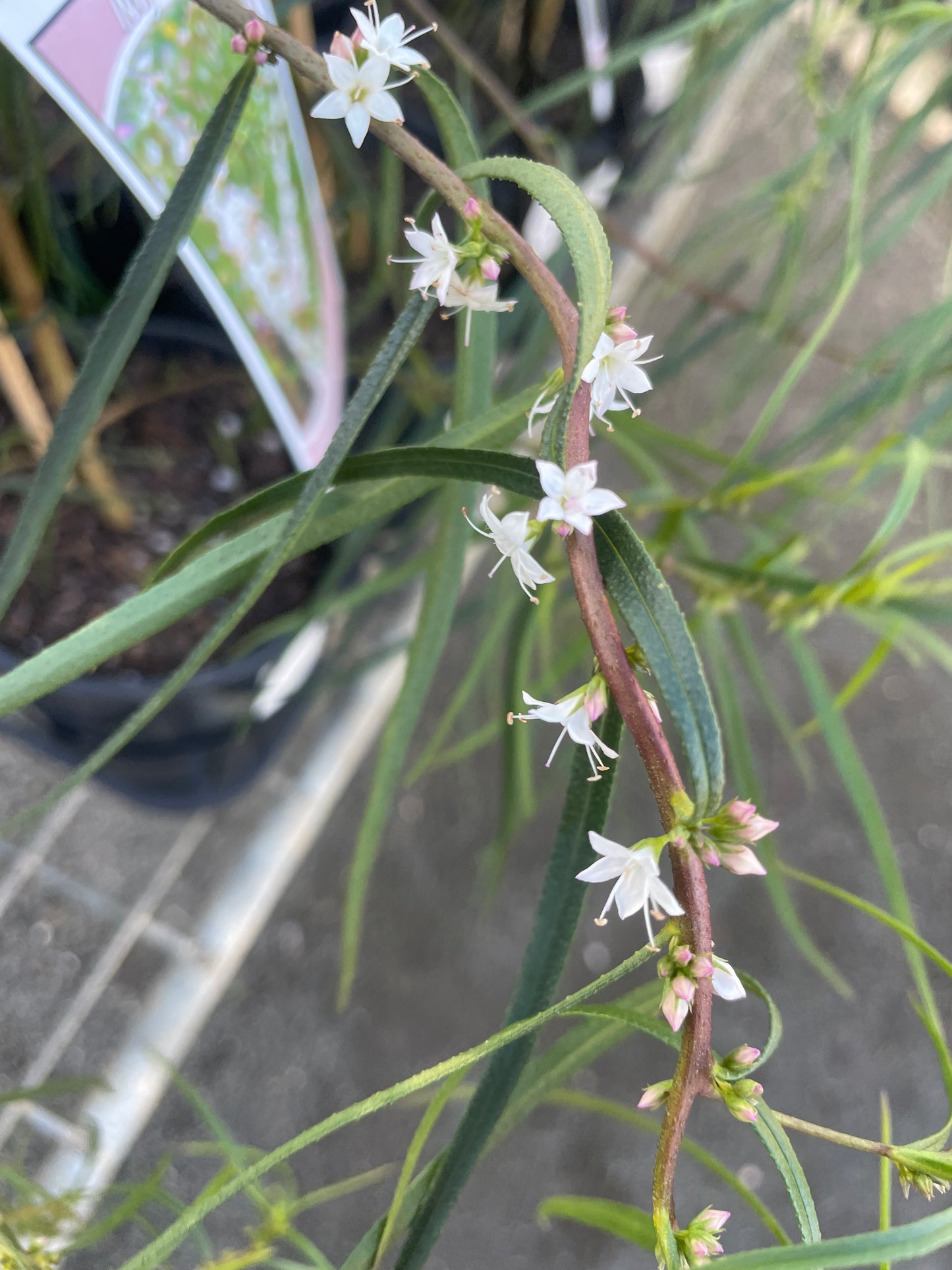 Myoporum floribundum x bateae