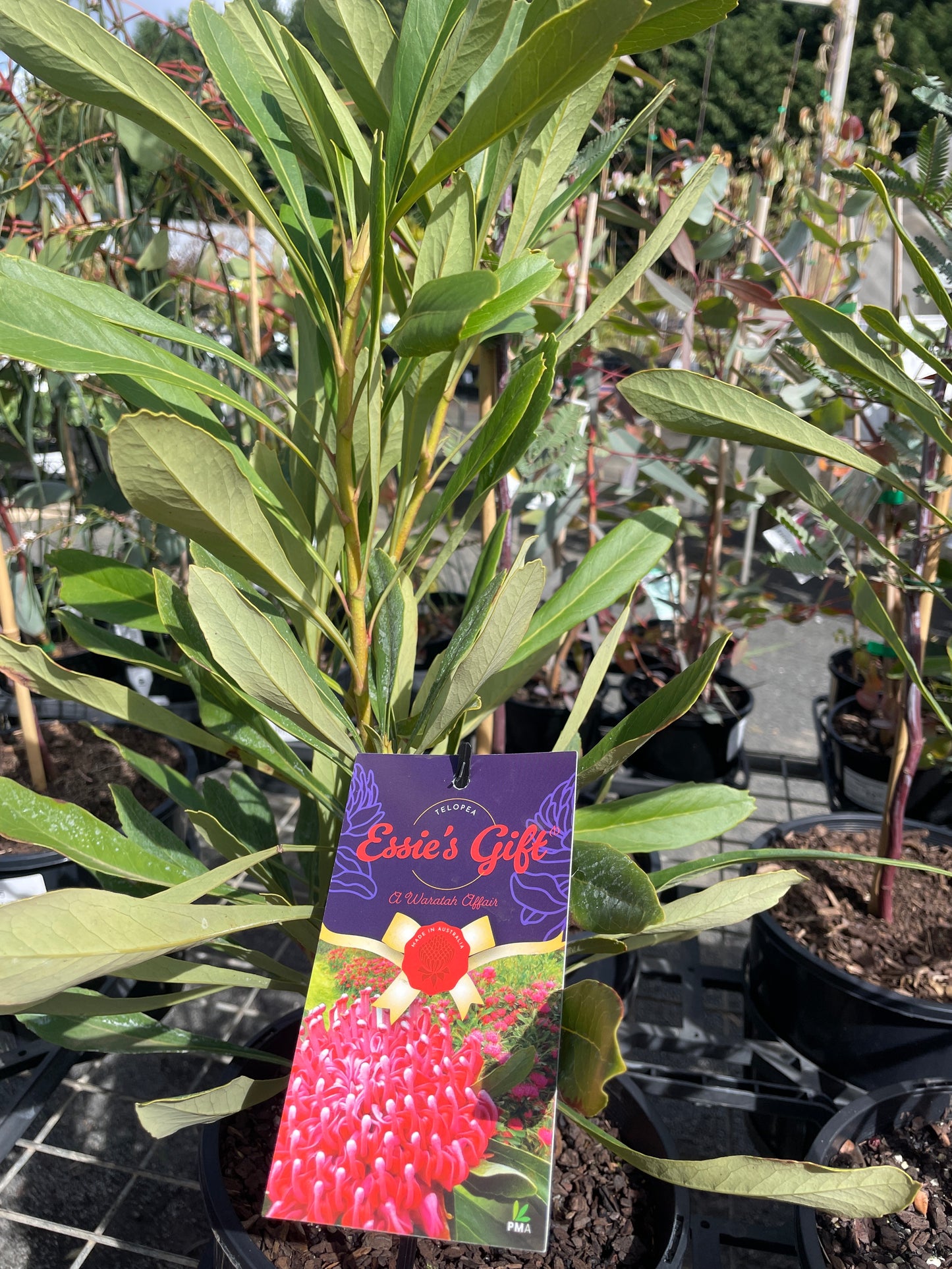 Telopea 'Essie's Gift' - Waratah