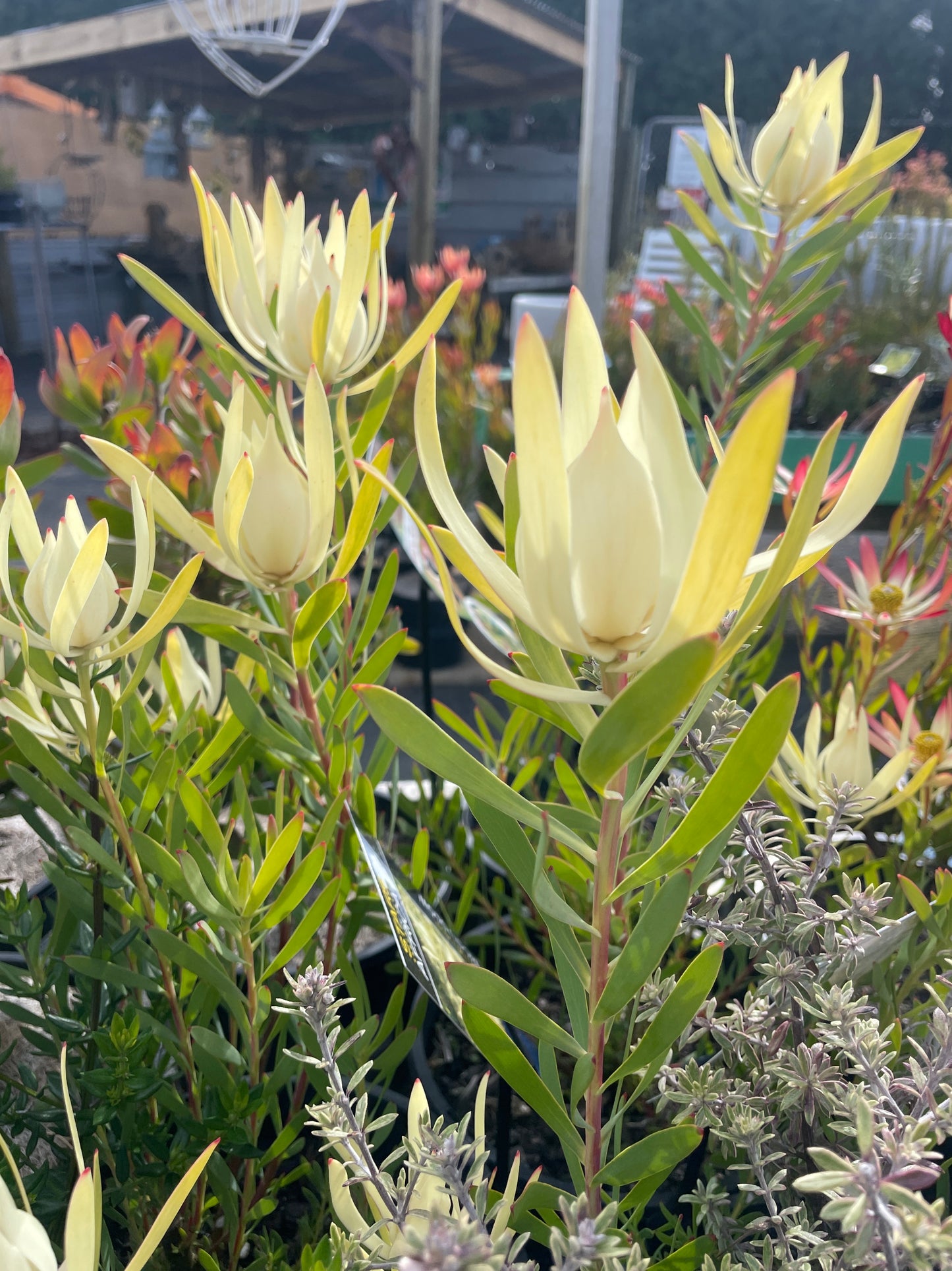 Leucadendron 'Moonglow'