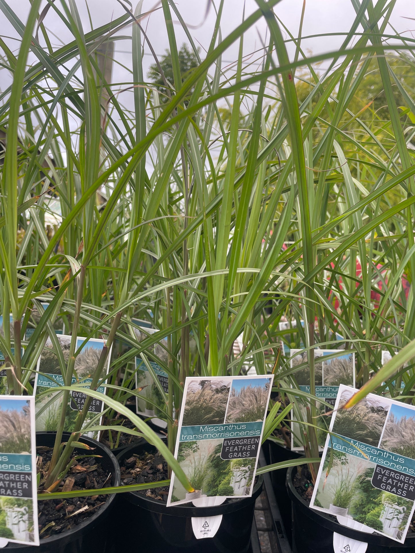 Miscanthus transmorrisonensis