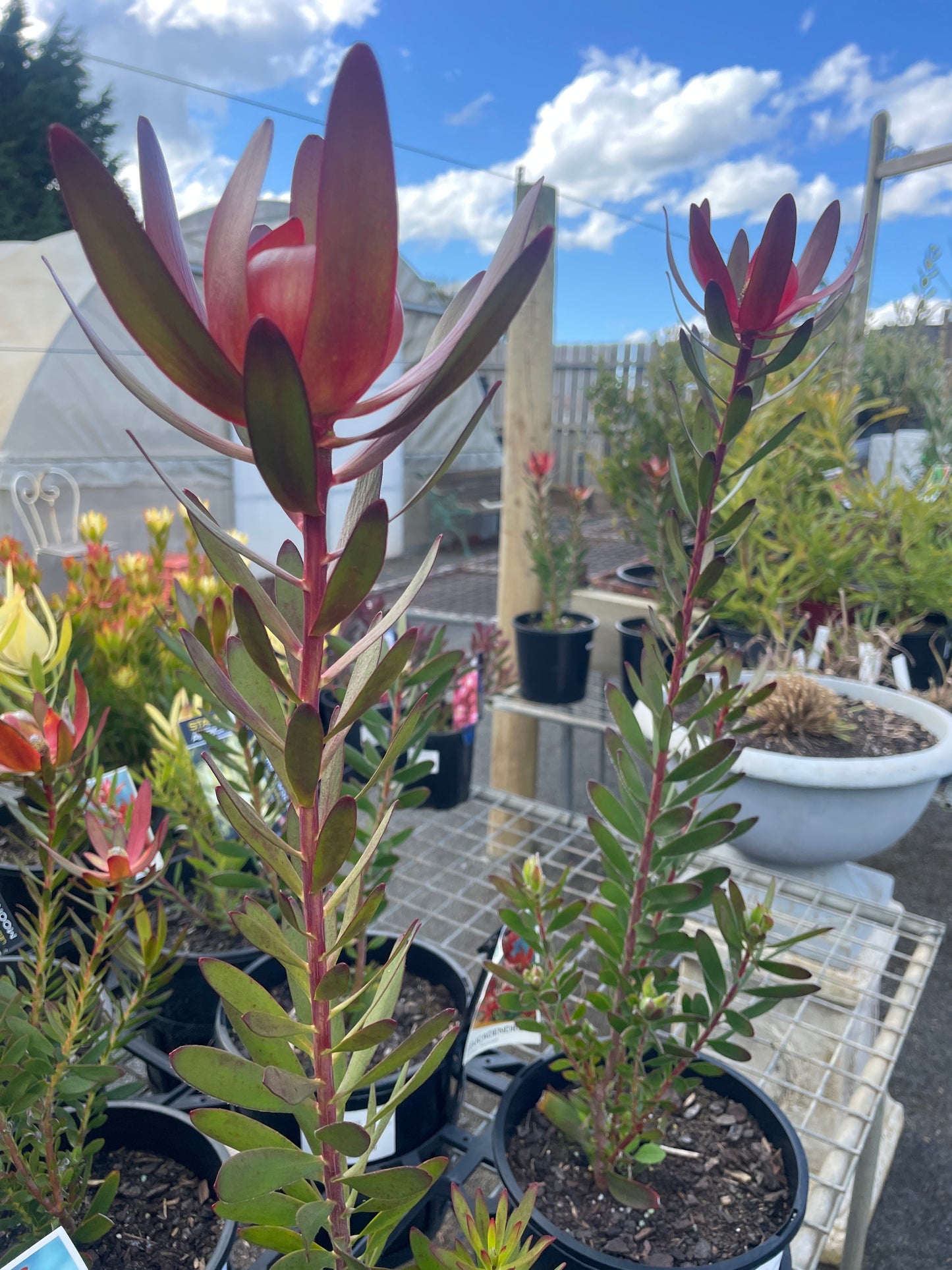 Leucadendron 'Safari Sunset'