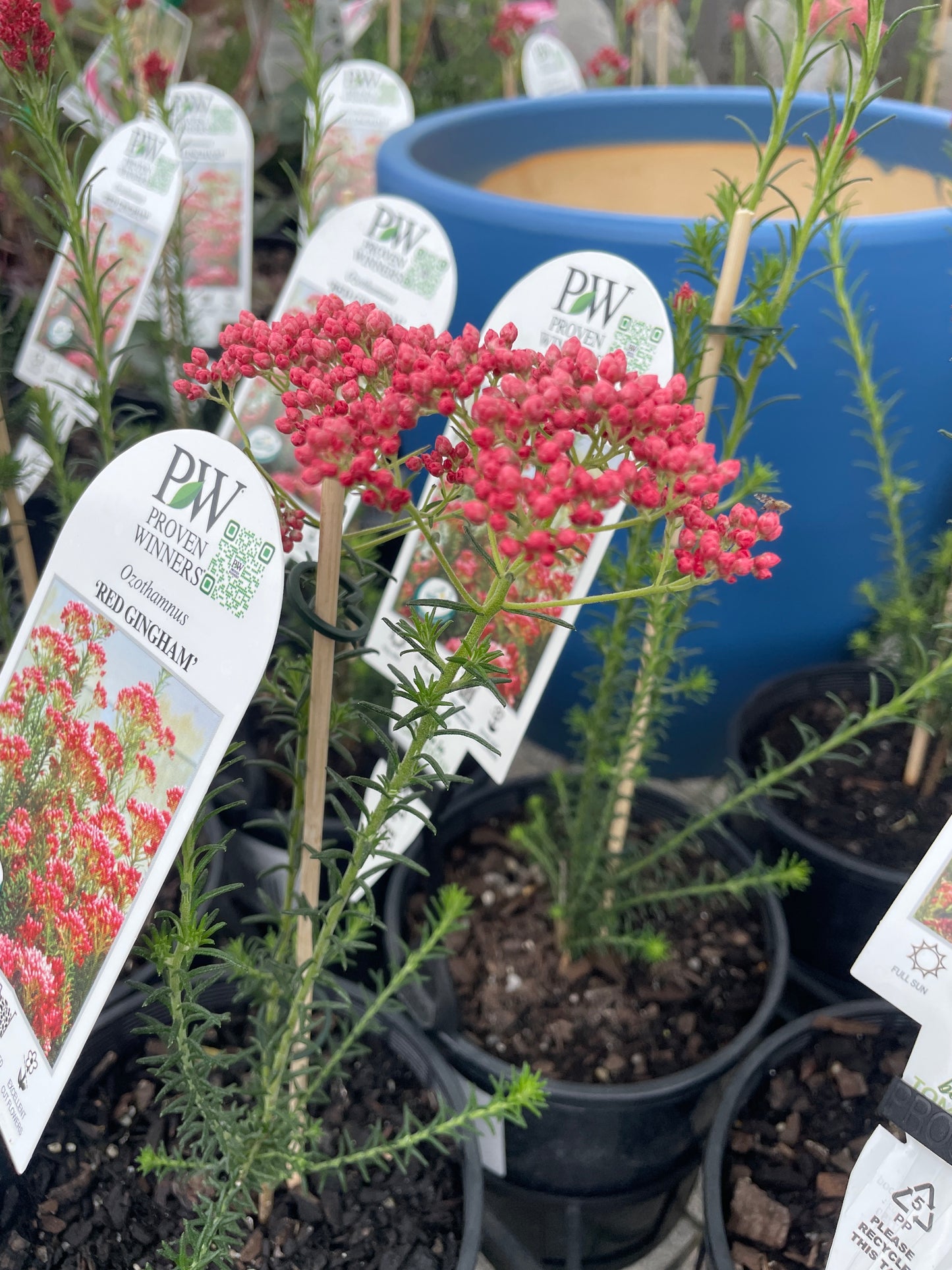 Ozothamnus diosmifolius 'Red Gingham' - Rice Flower