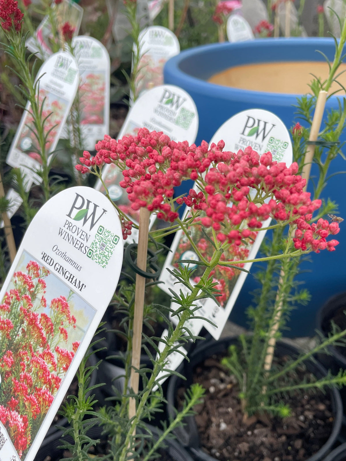 Ozothamnus diosmifolius - Red Gingham - Rice Flower