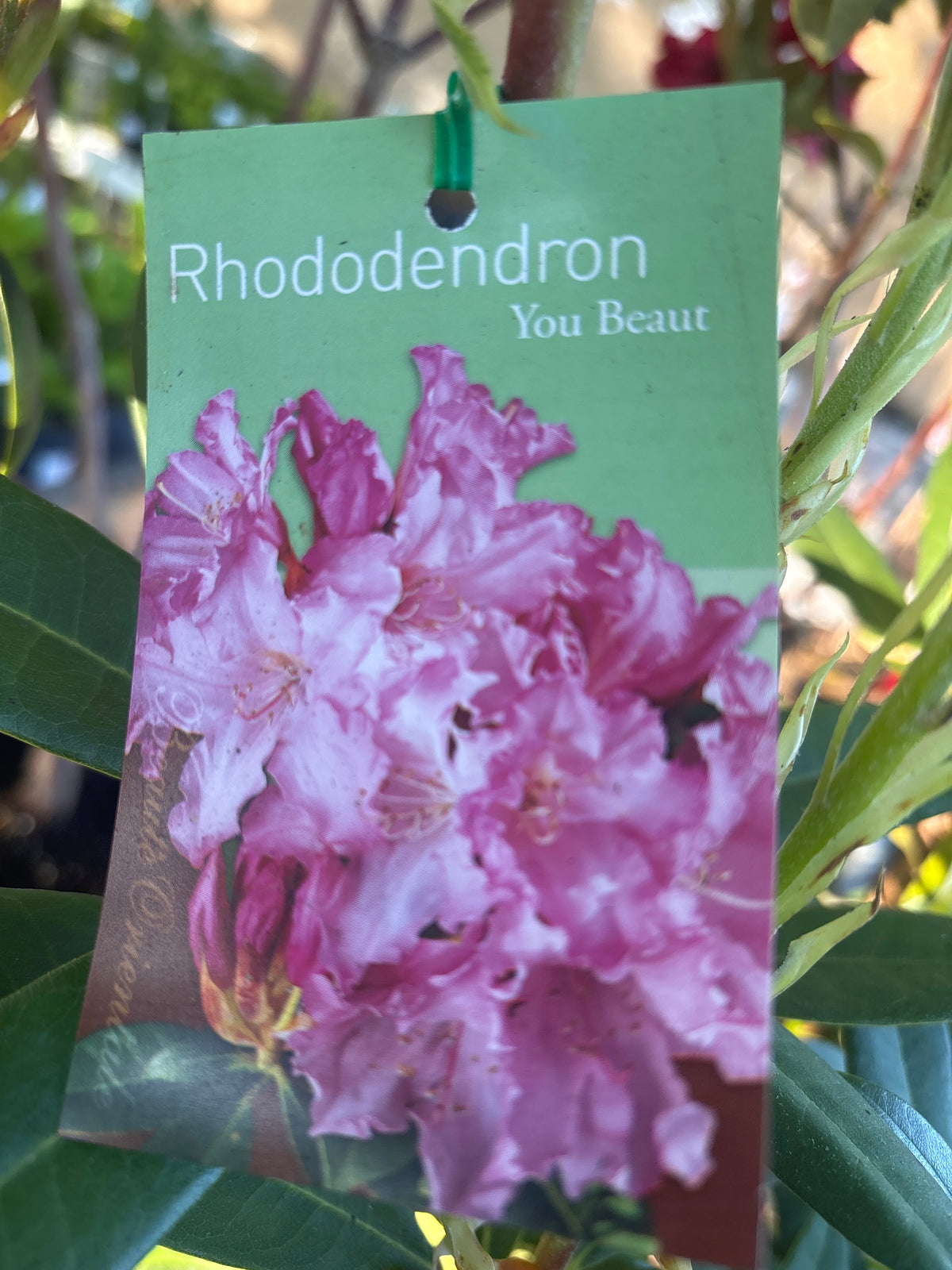 Rhododendron ‘You Beaut’ | Pink Flowering Evergreen Shrub