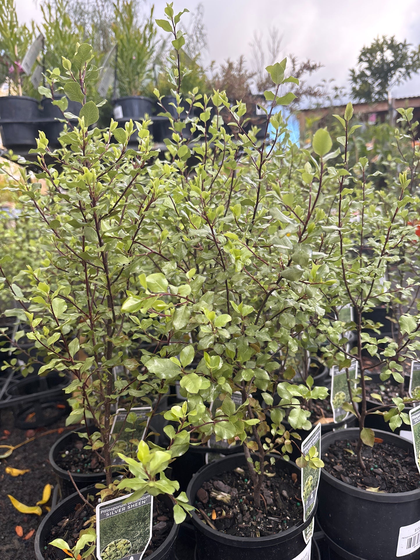 Pittosporum tenuifolium 'Silver Sheen'
