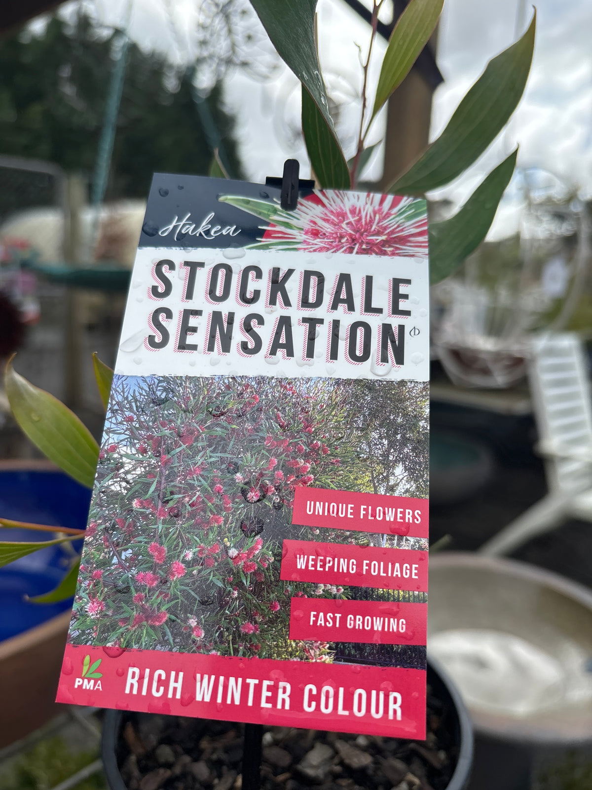Hakea laurina 'Stockdale Sensation' - Dwarf pincushion hakea