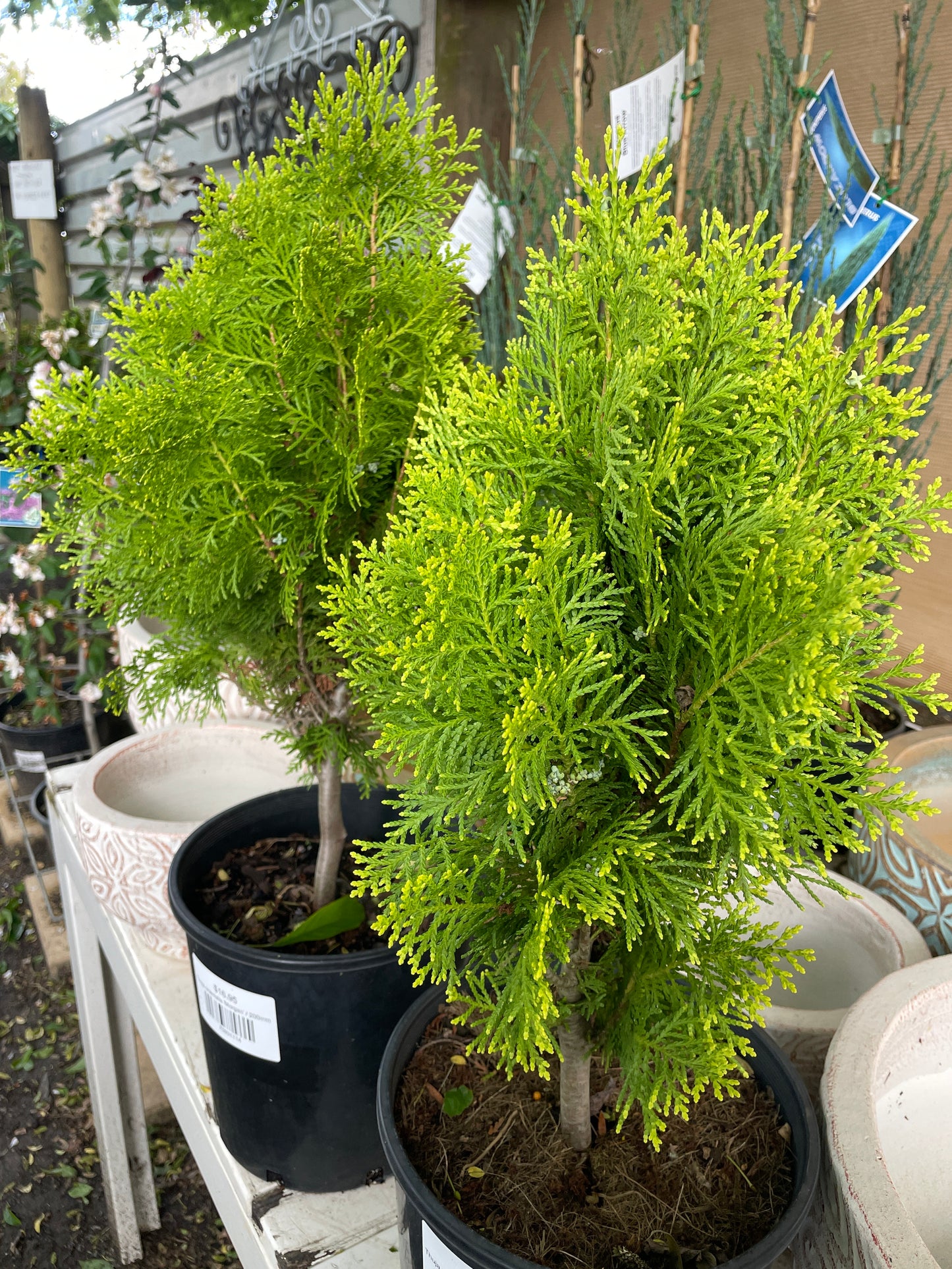 Thuja orientalis 'Morgan'
