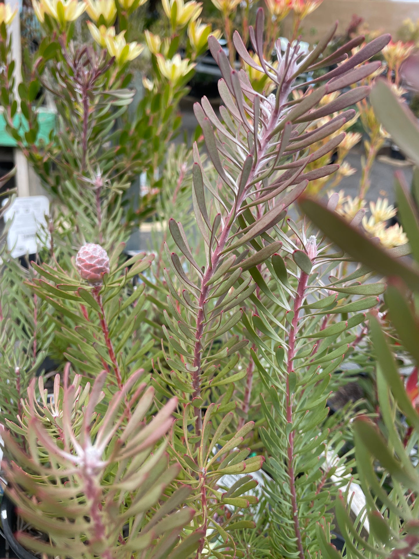 Leucadendron 'Purple Haze'