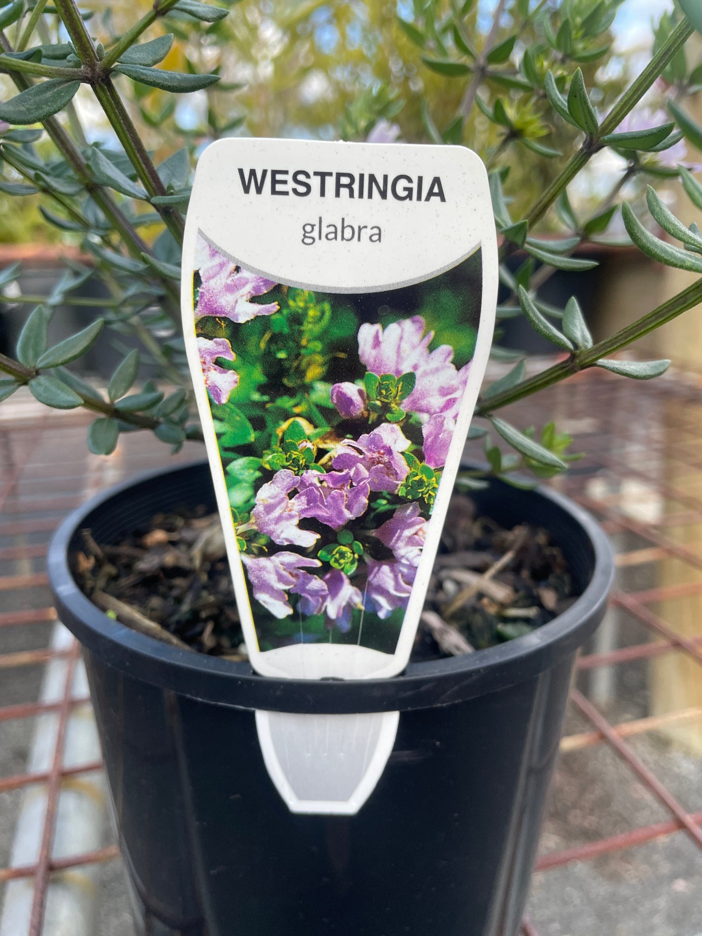 Westringia Glabra
