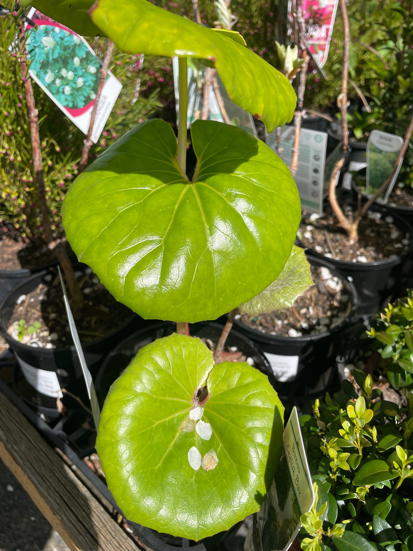 Ligularia 'Designer Verde' (Tractor Seat Plant)