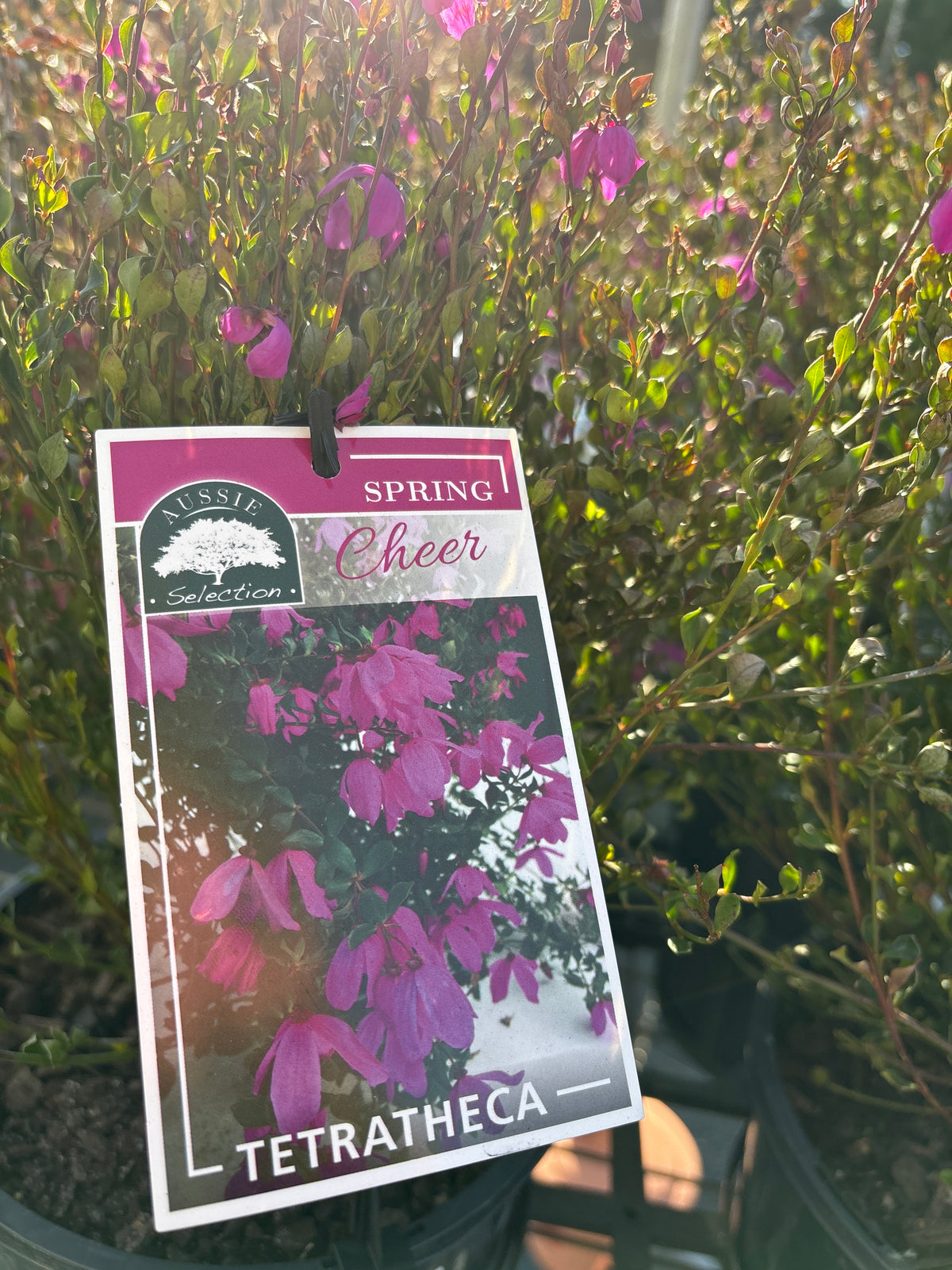 Tetratheca ‘Spring Cheer’ | Pink Bells