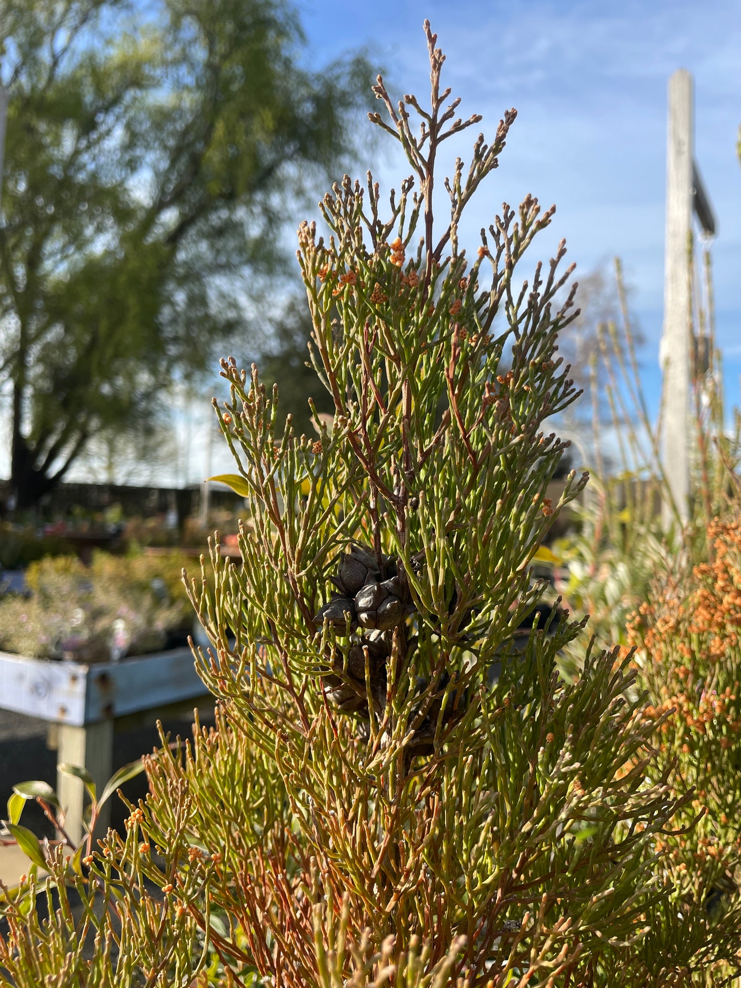 Callitris oblonga - Pygmy Cypress