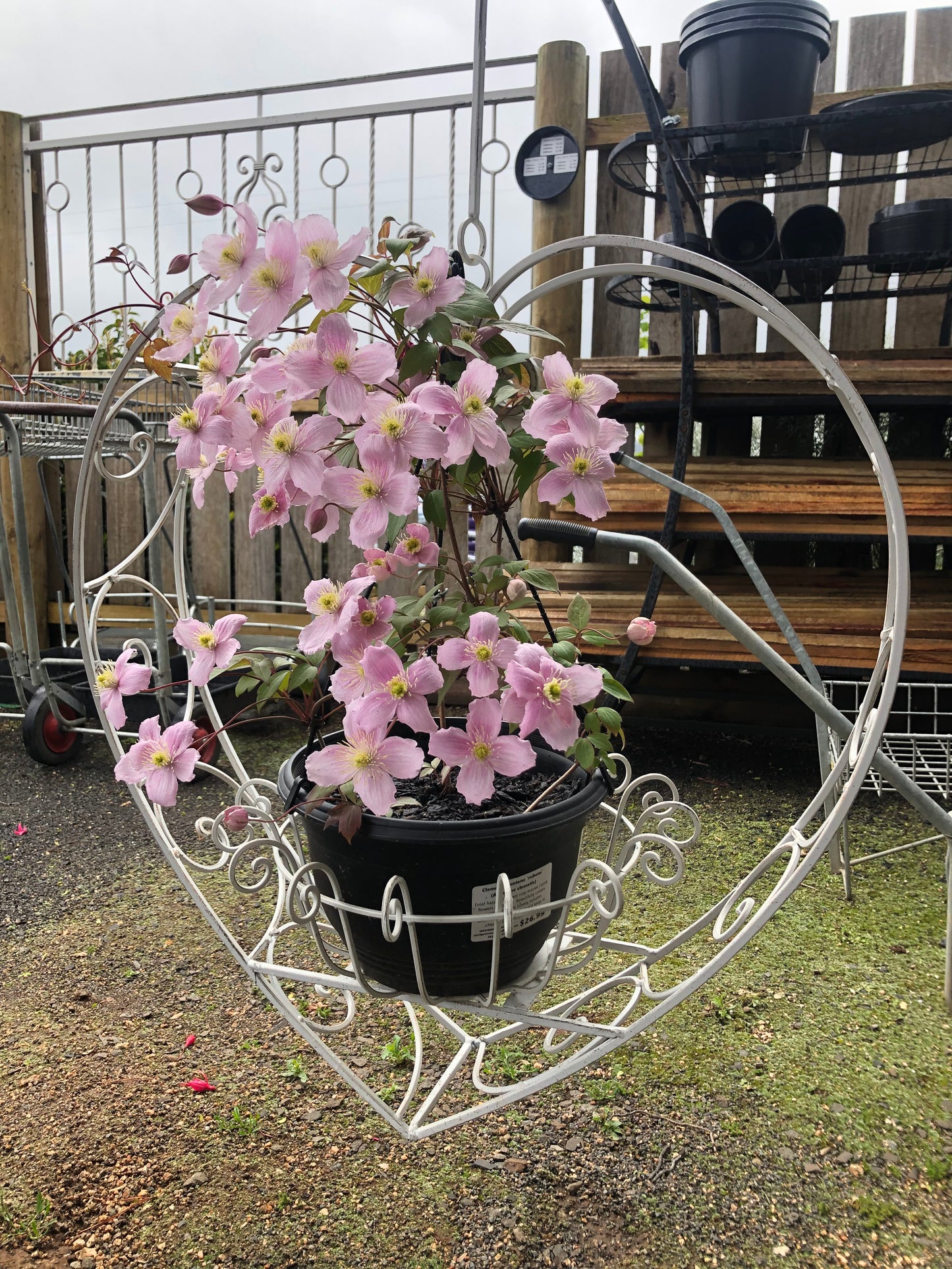 Clematis montana 'Rubens' - Pink Mountain Clematis