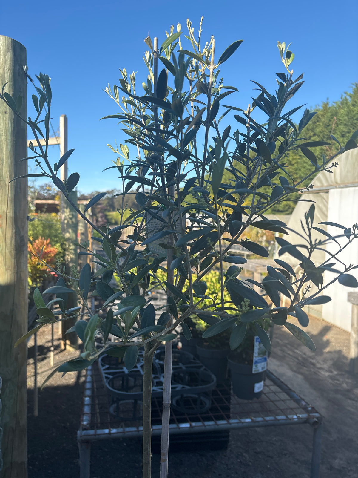 Standard Manzanillo Olive