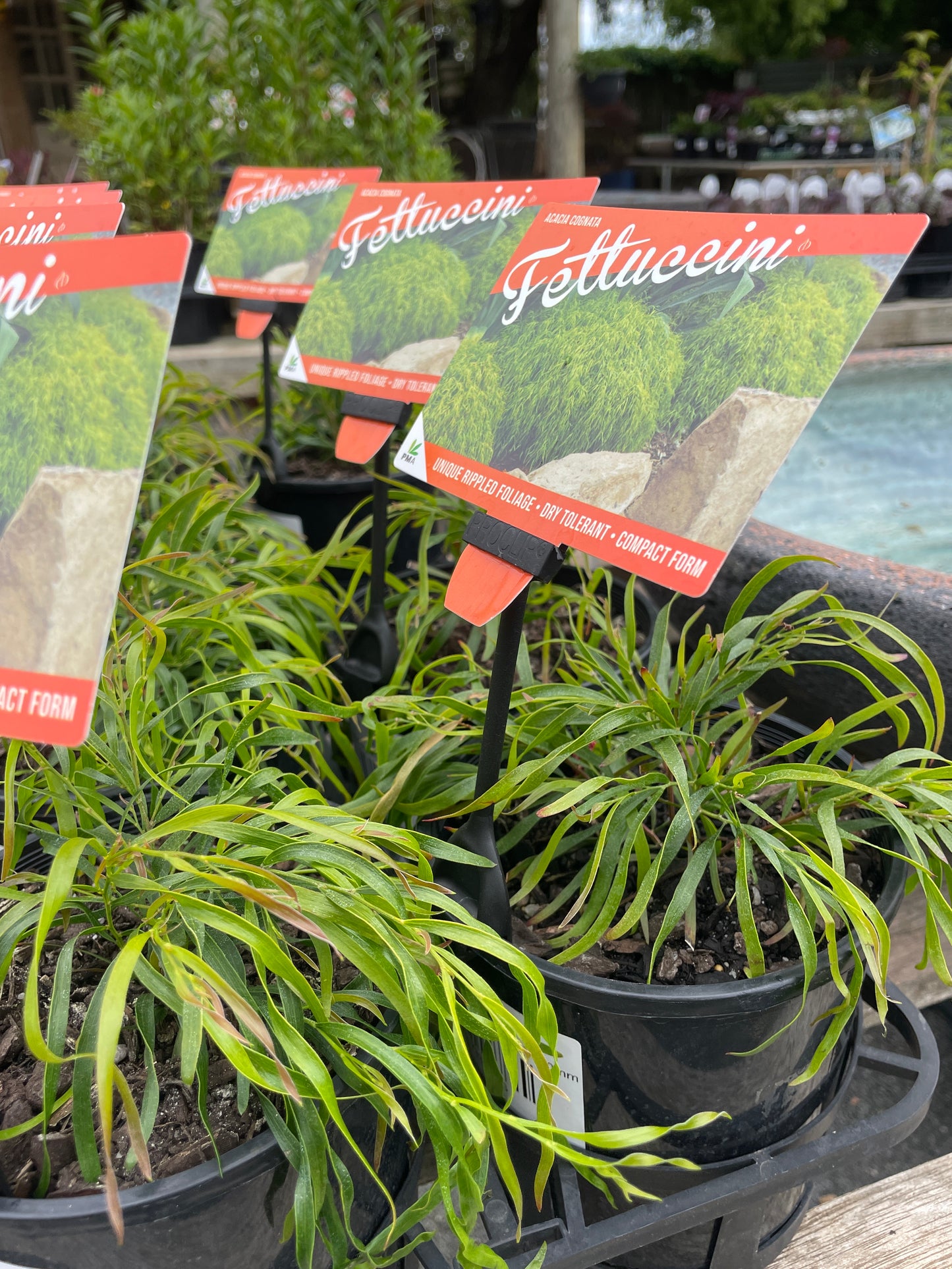 Acacia cognata 'Fettuccini'