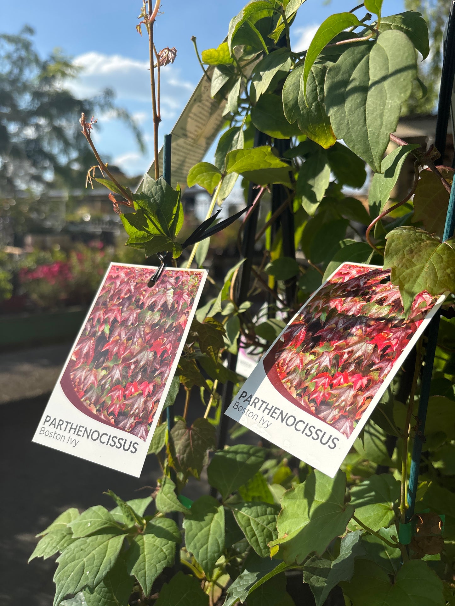 Parthenocissus tricuspidata - Boston Ivy