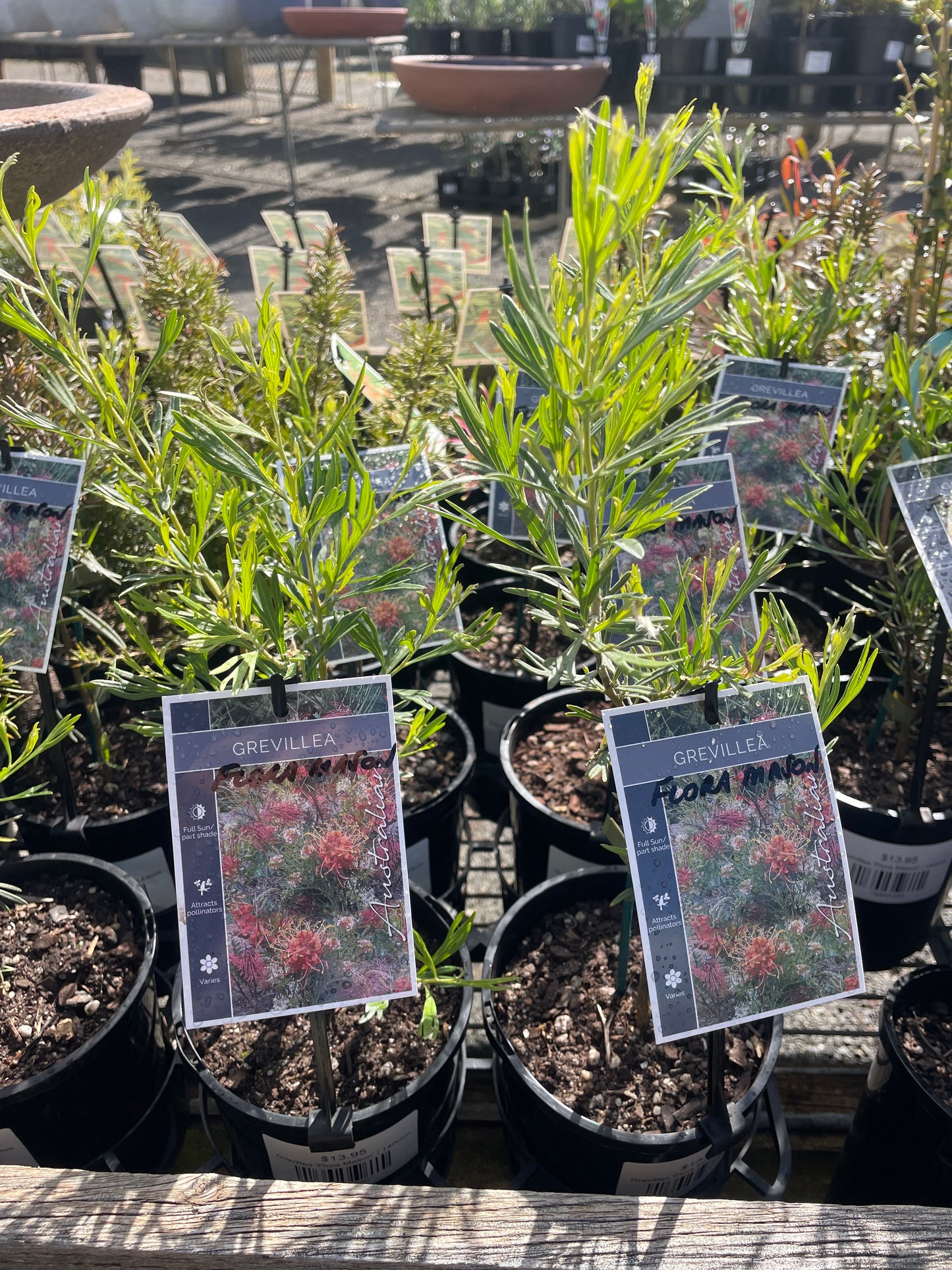 Grevillea 'Flora Mason'