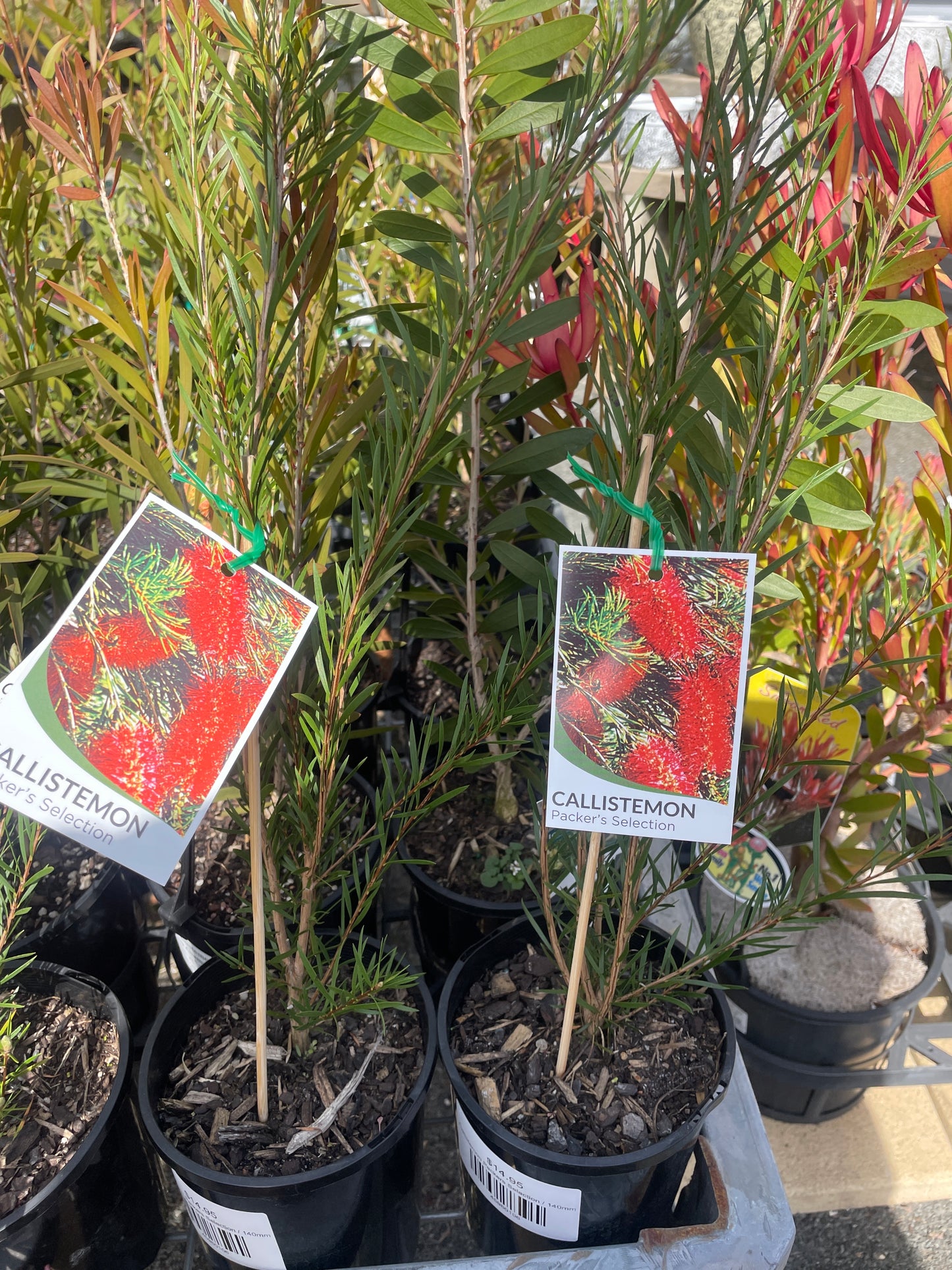 Callistemon Packers Selection