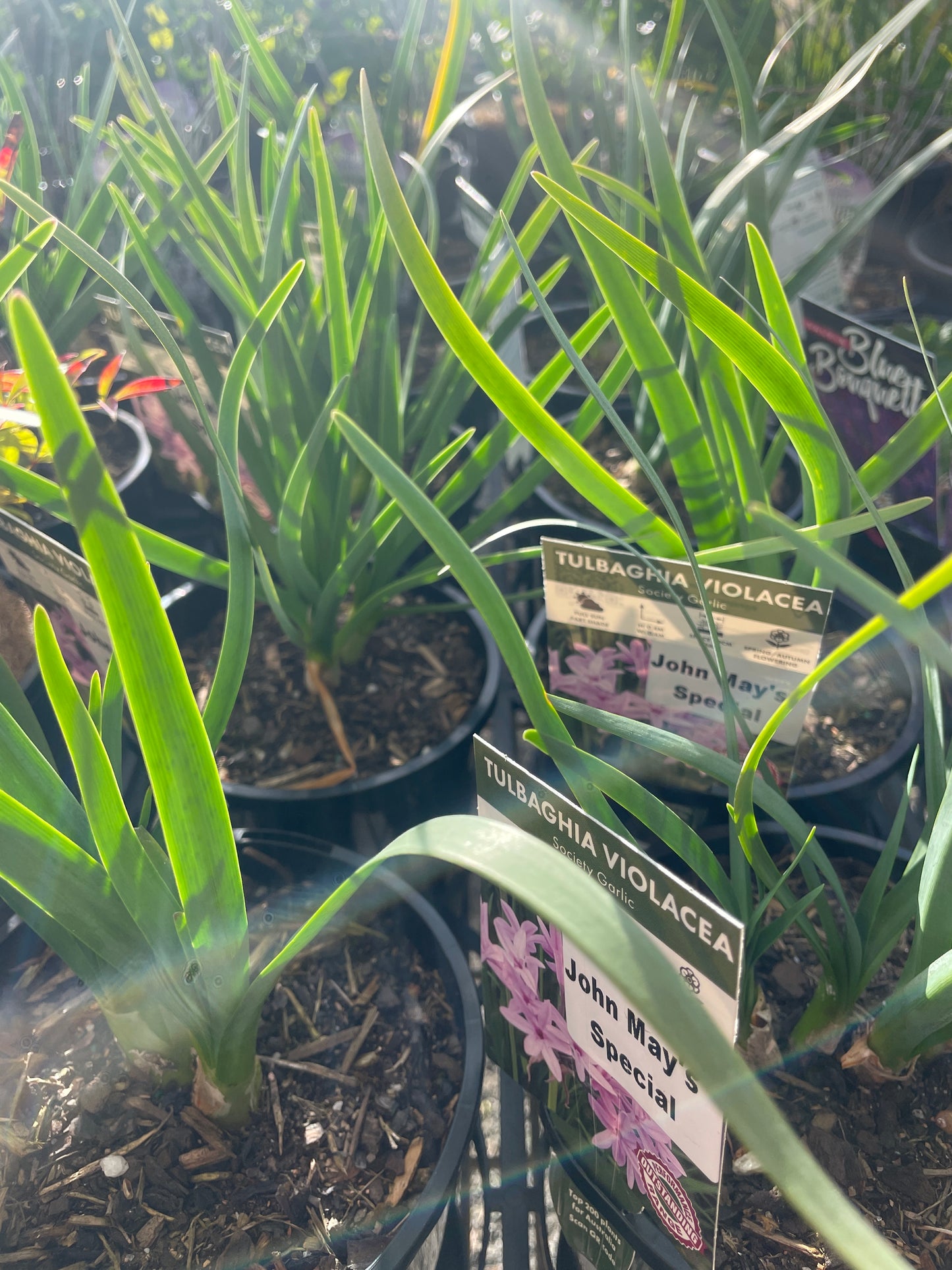 Tulbaghia violacea 'John May' - Society Garlic