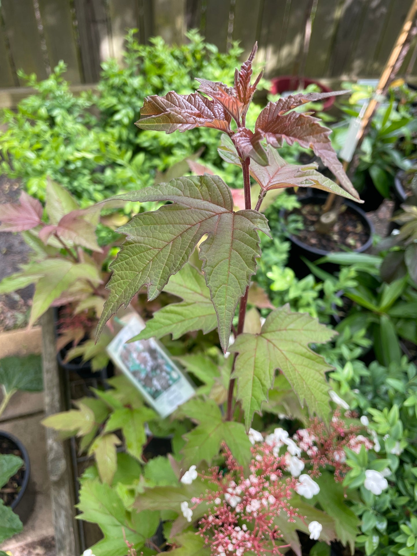 Viburnum sargentii 'Onondaga' 200mm