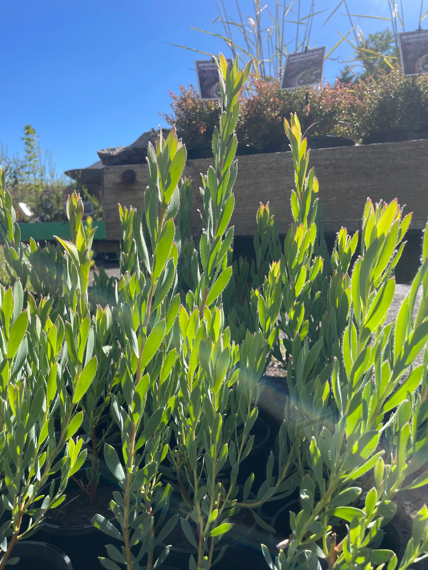 Leucadendron discolor - Conebush