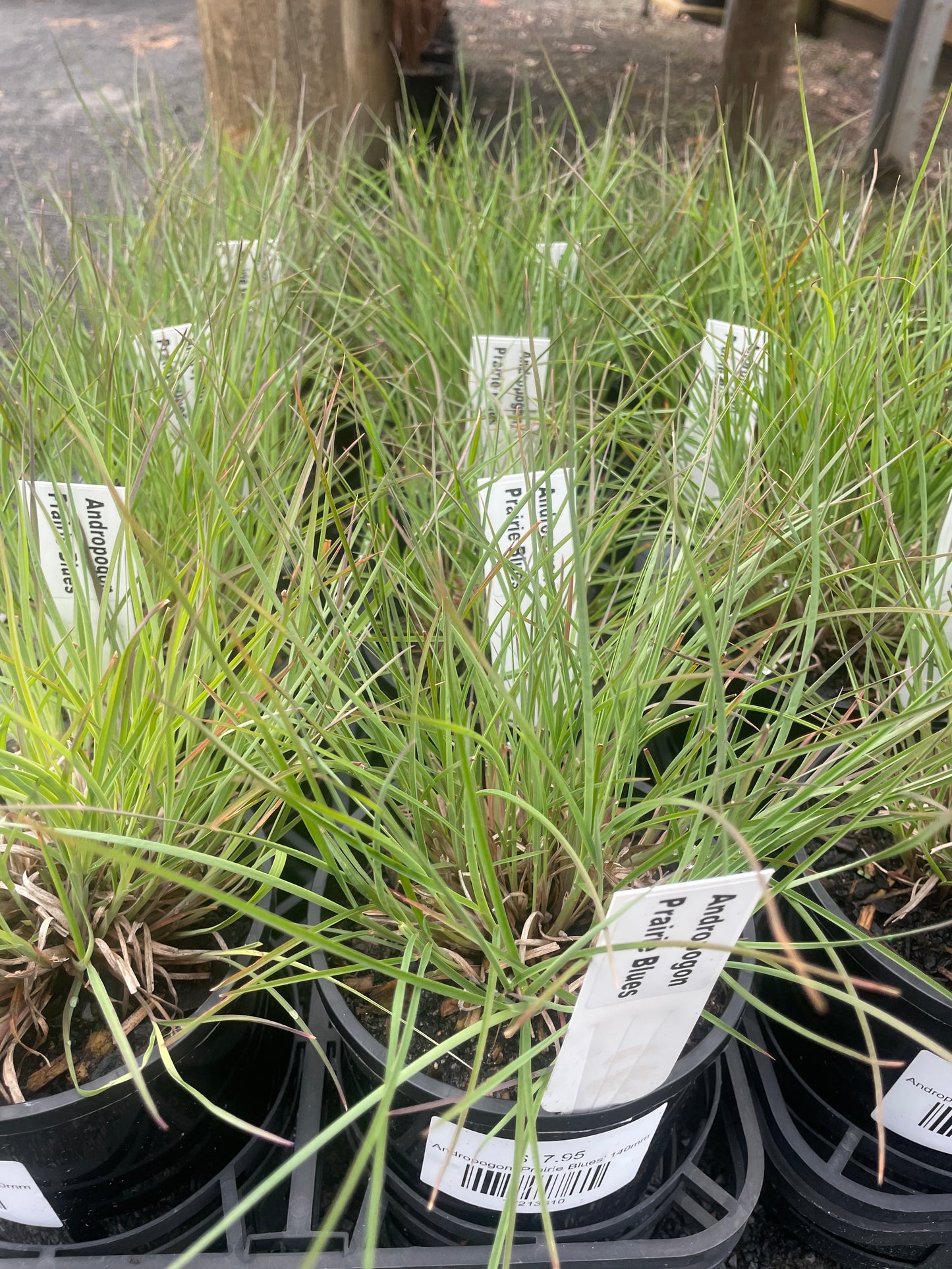 Andropogon 'Prairie Blues' 140mm