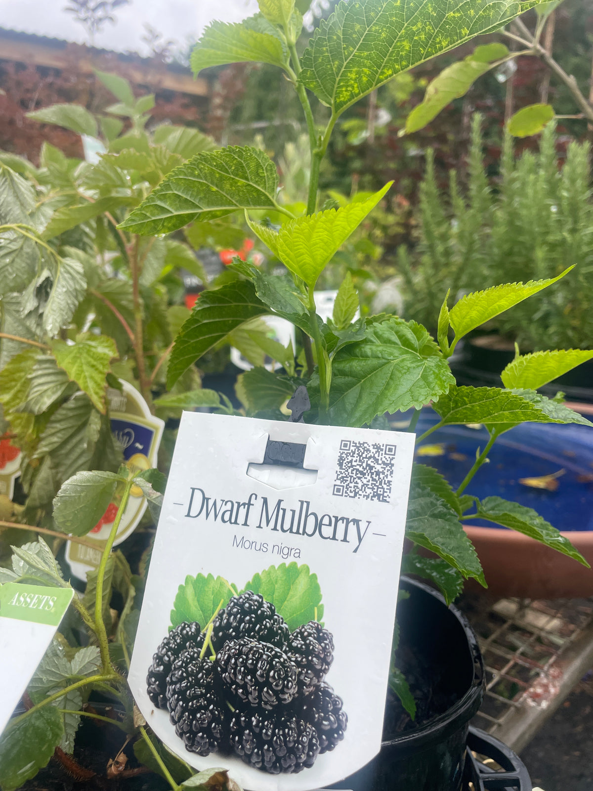 Black mulberry 'Dwarf'