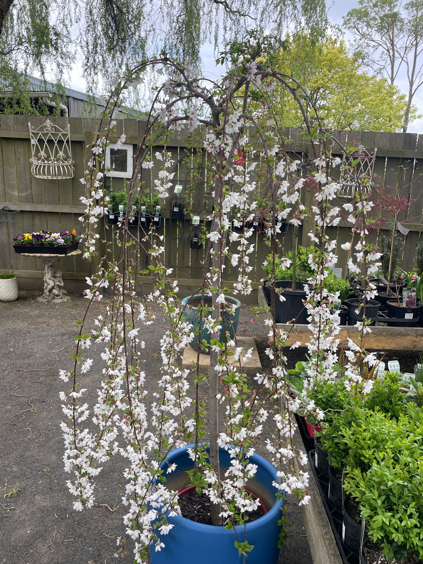 Prunus Snow Fountains