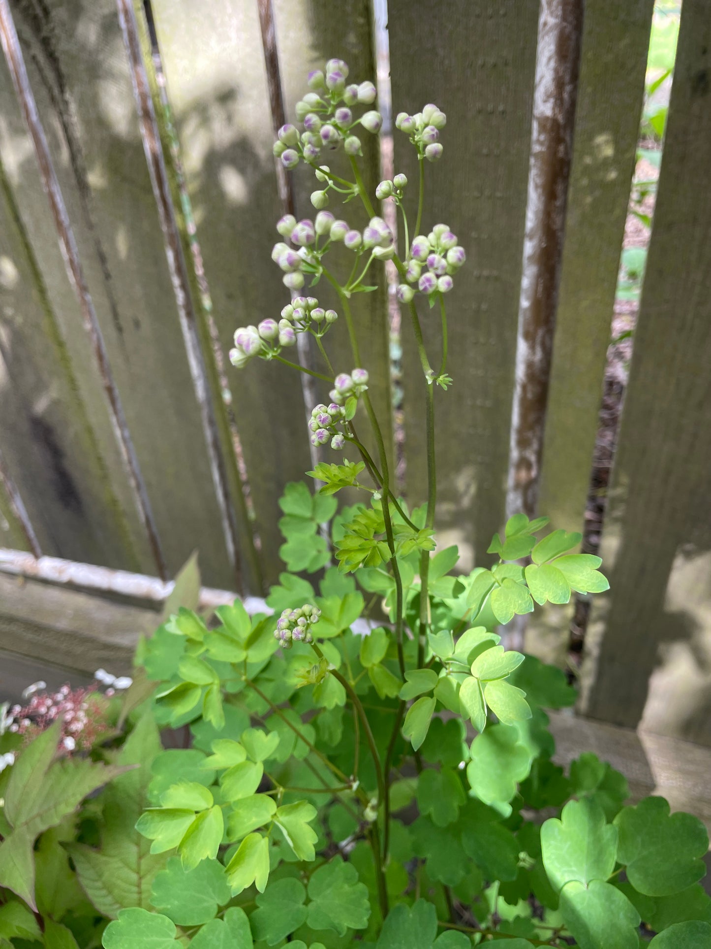Thalictrum aquilegifolium - Nimbus White - Meadow rue
