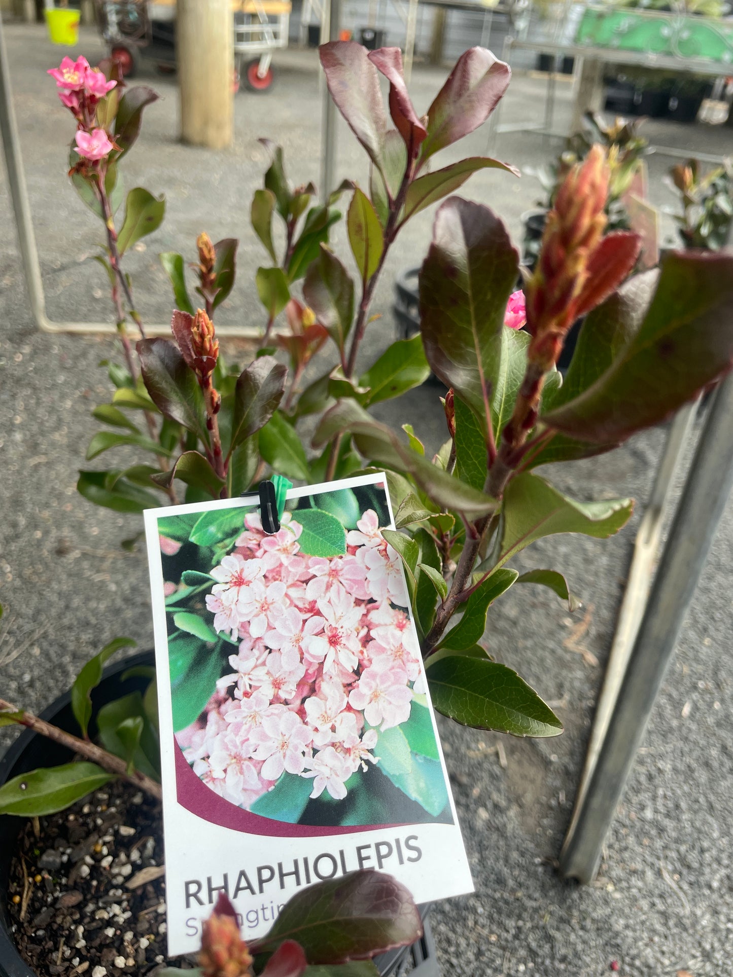 Rhaphiolepis indica 'Springtime'