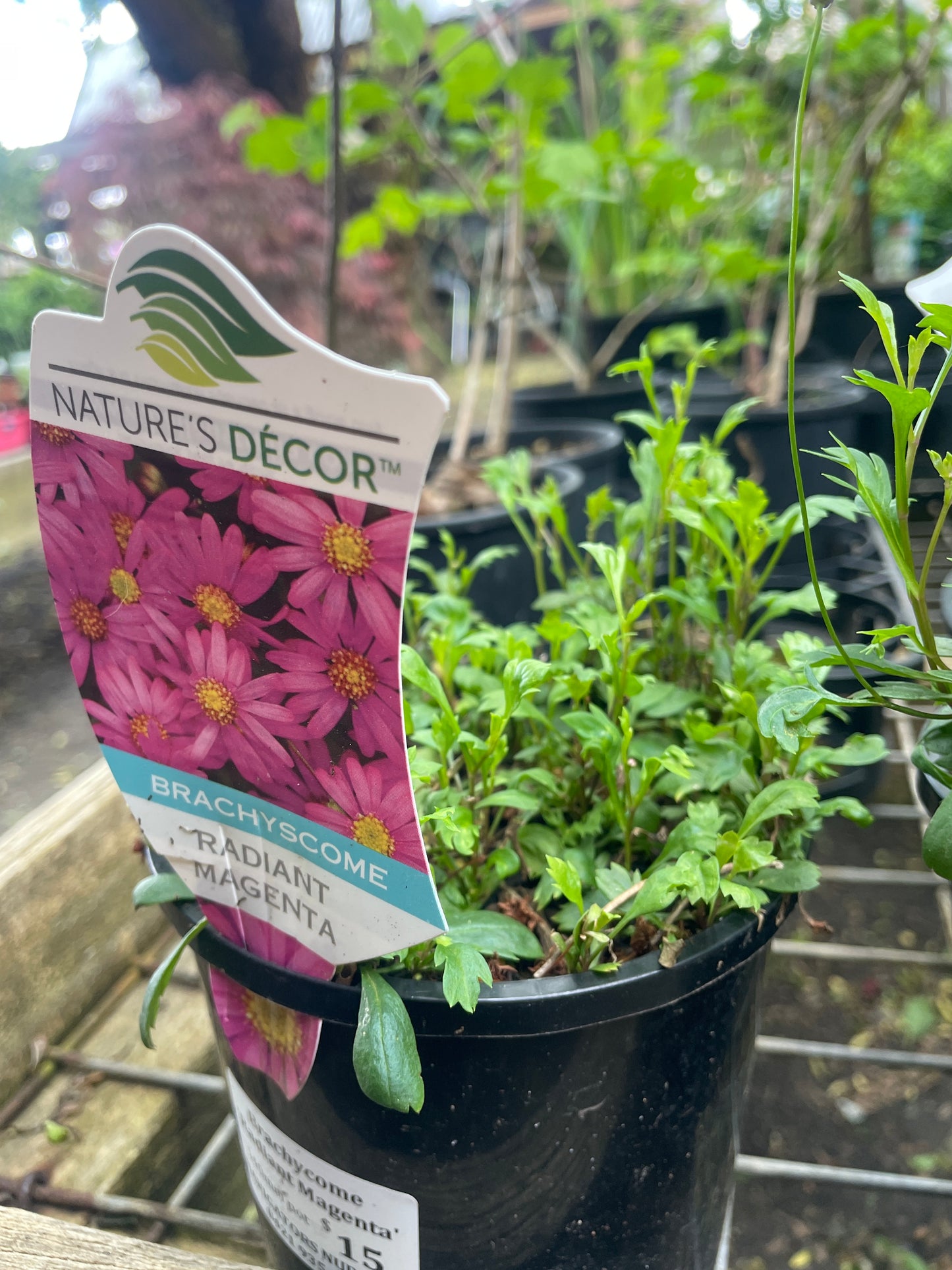 Brachyscome 'Radiant Magenta'