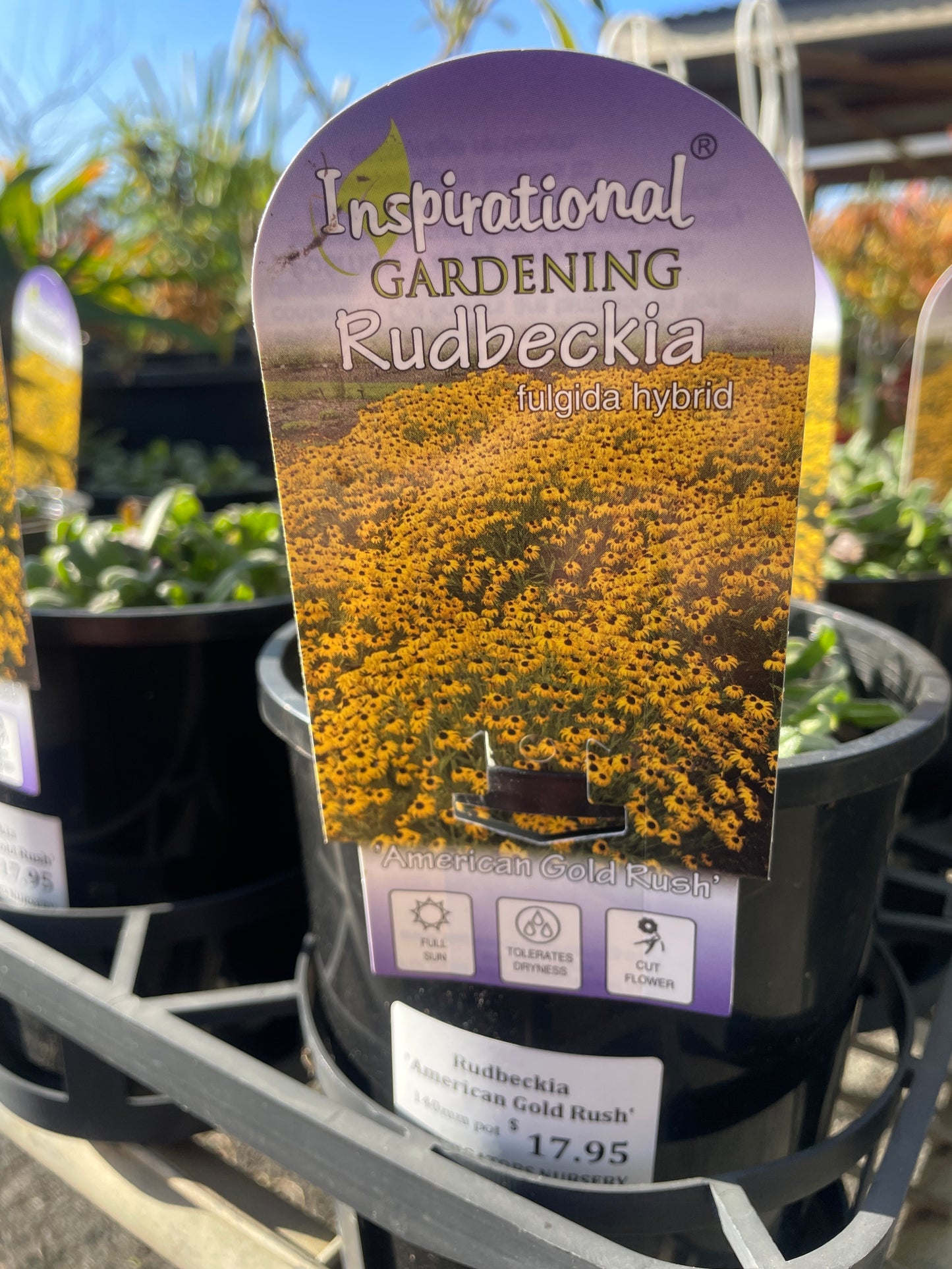 Black-eyed Susan 'American Gold Rush'