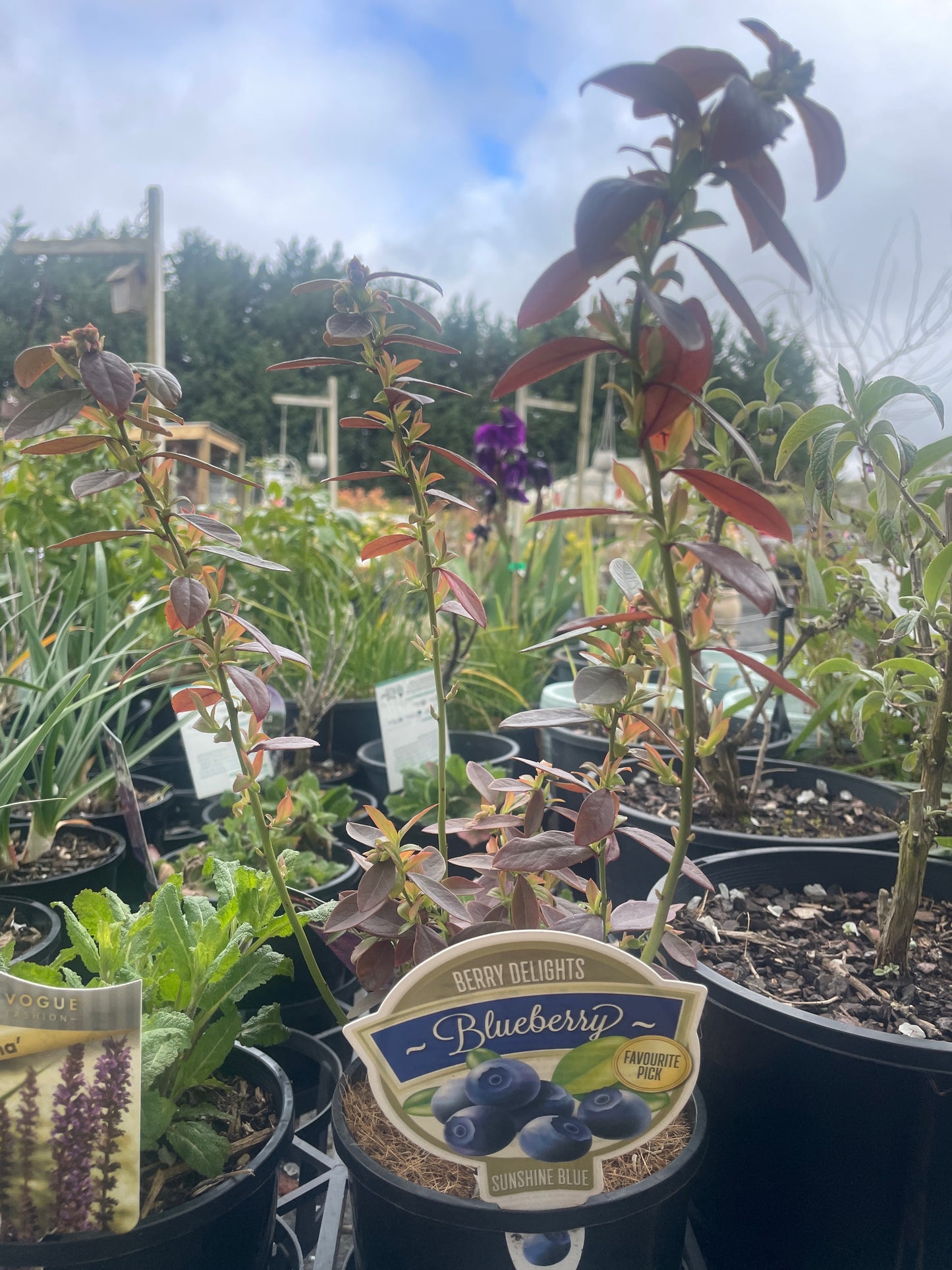 Vaccinium 'Sunshine Blue' - Blueberry