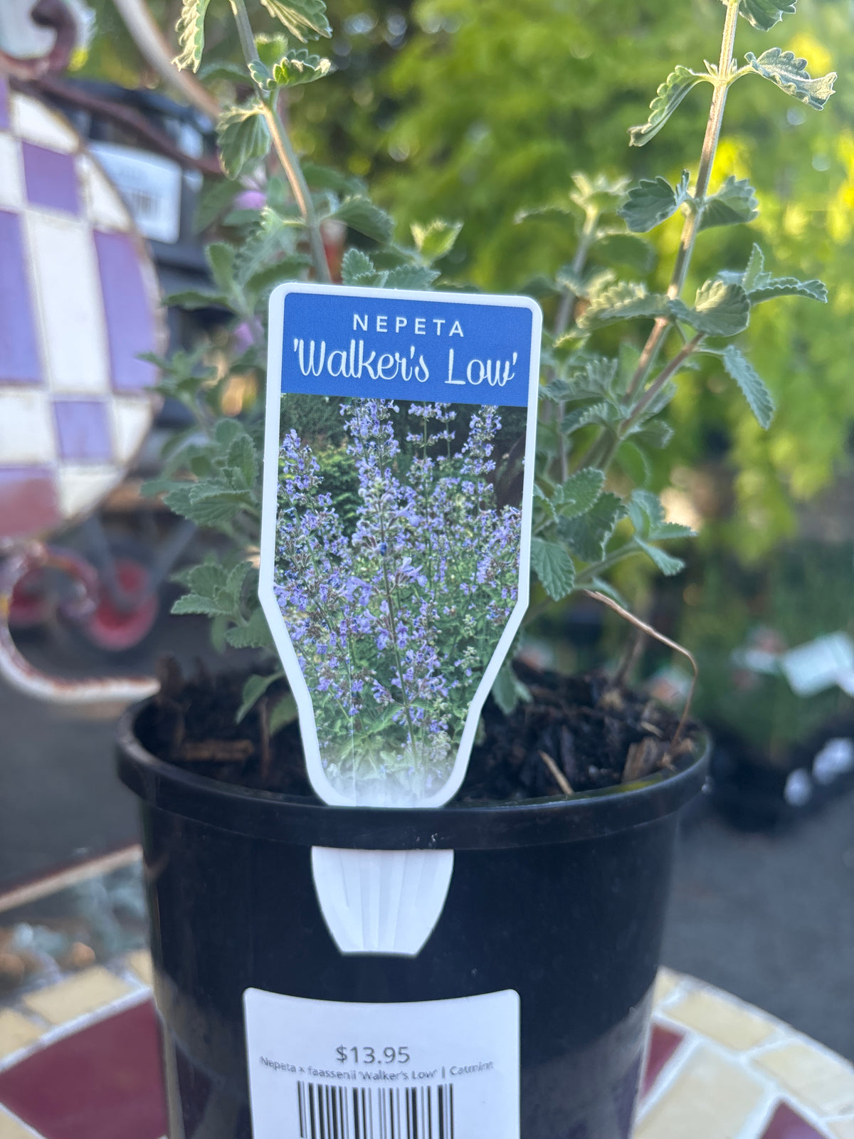 Nepeta × faassenii ‘Walker’s Low’ | Catmint