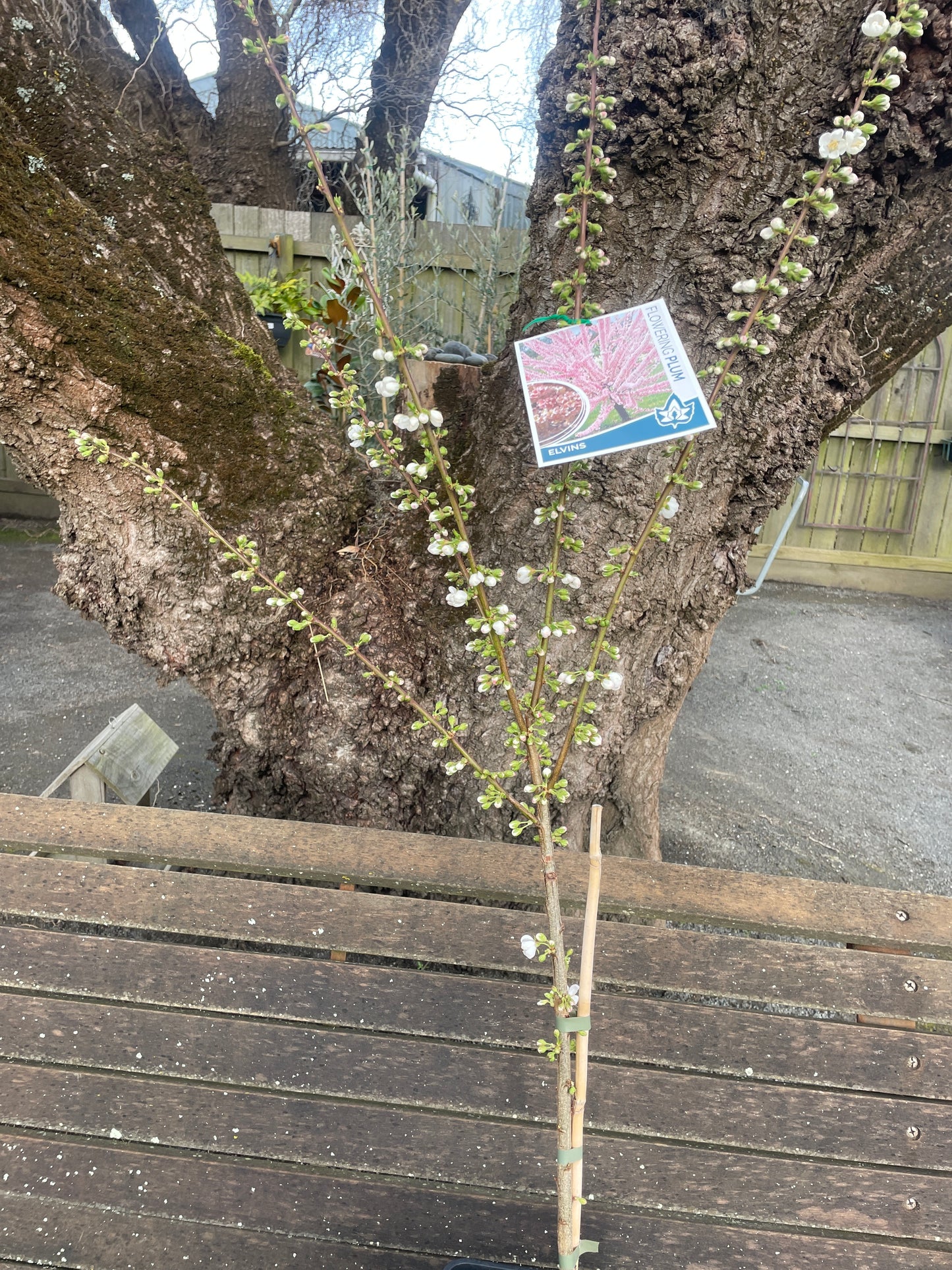Prunus 'Elvins'