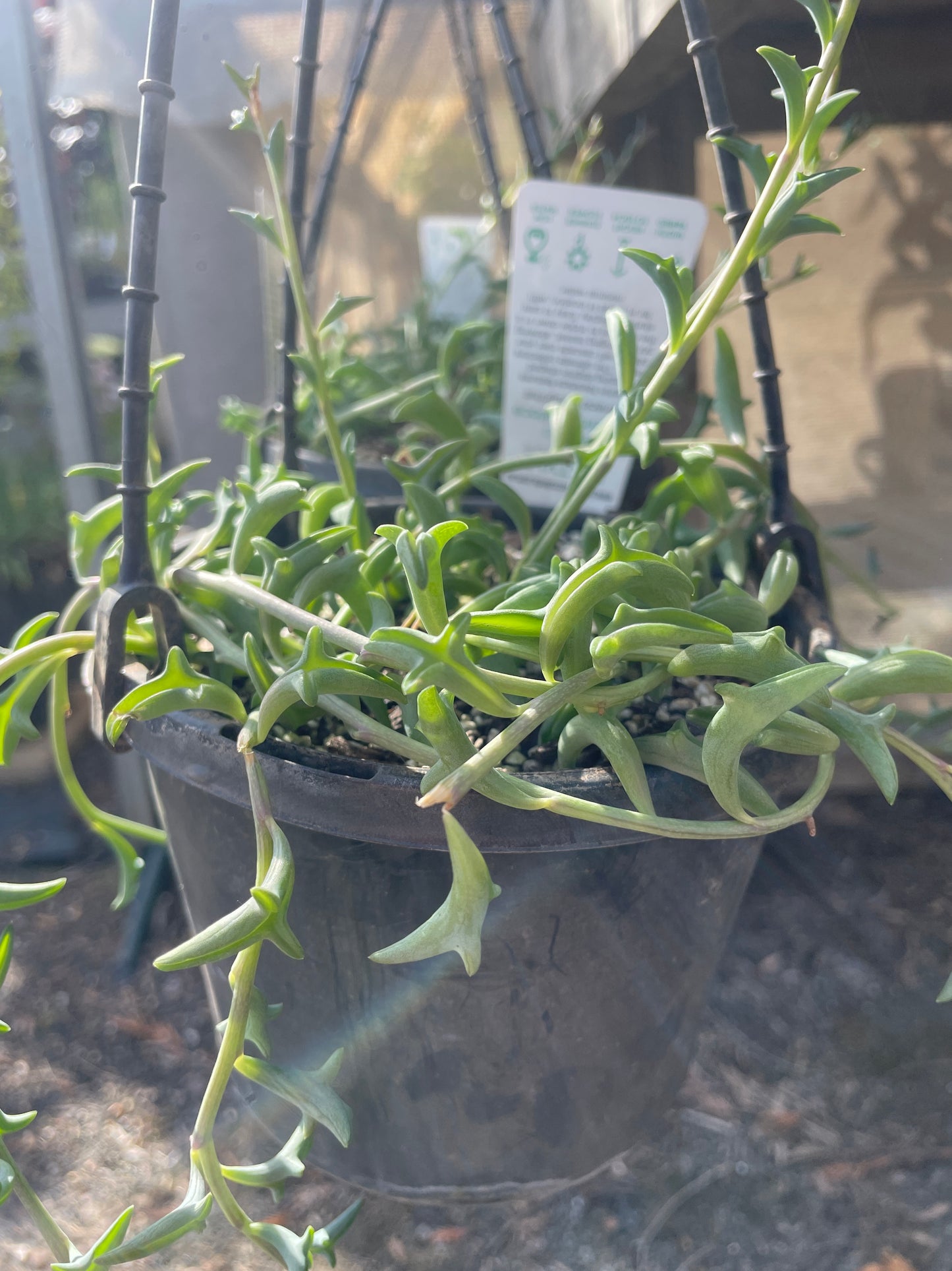 Senecio peregrinus