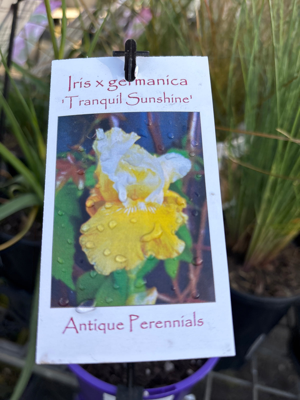 Iris × germanica ‘Tranquil Sunshine’ | Bearded Iris