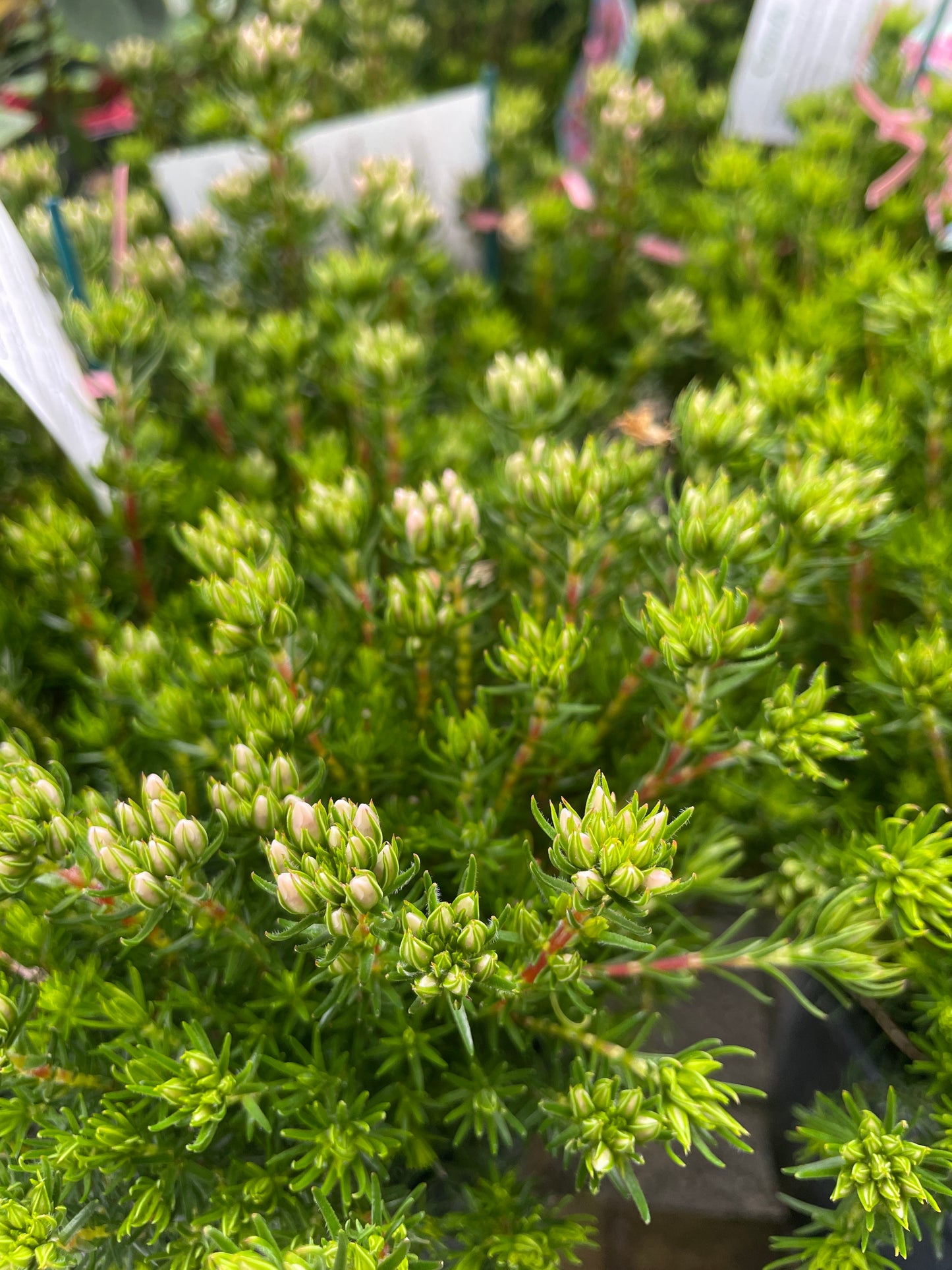 Erica 'Candy'
