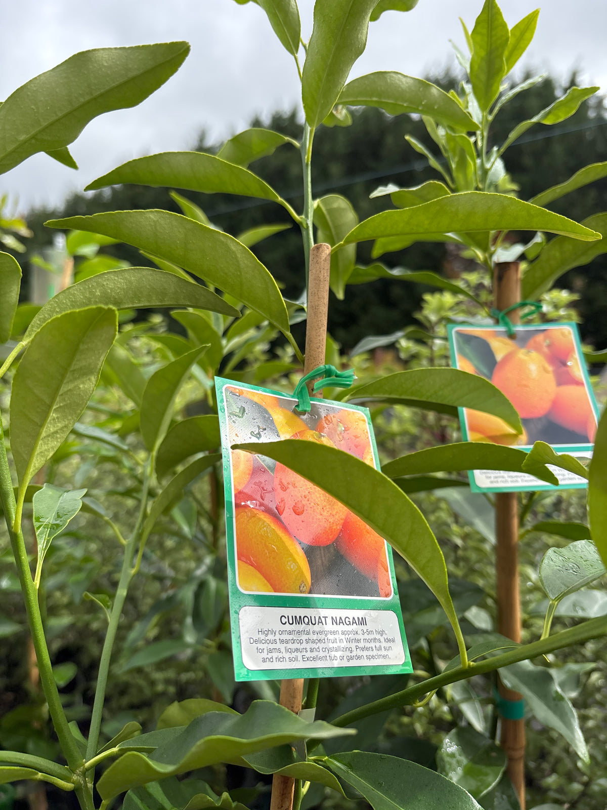 Citrus - Nagami Kumquat