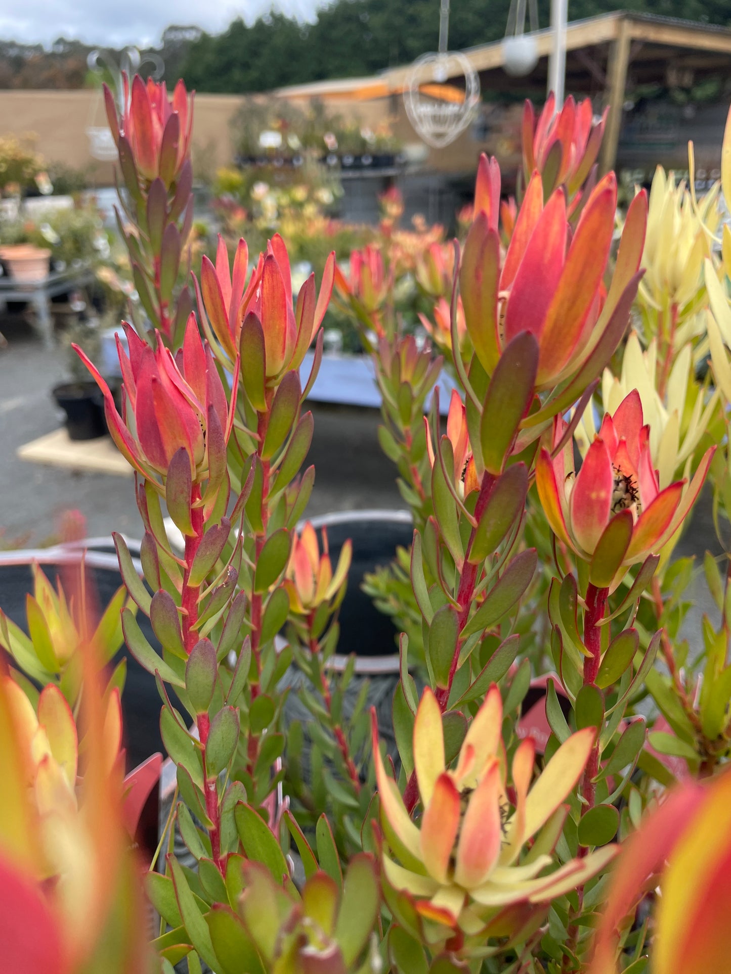 Leucadendron 'Baby Bouquet'