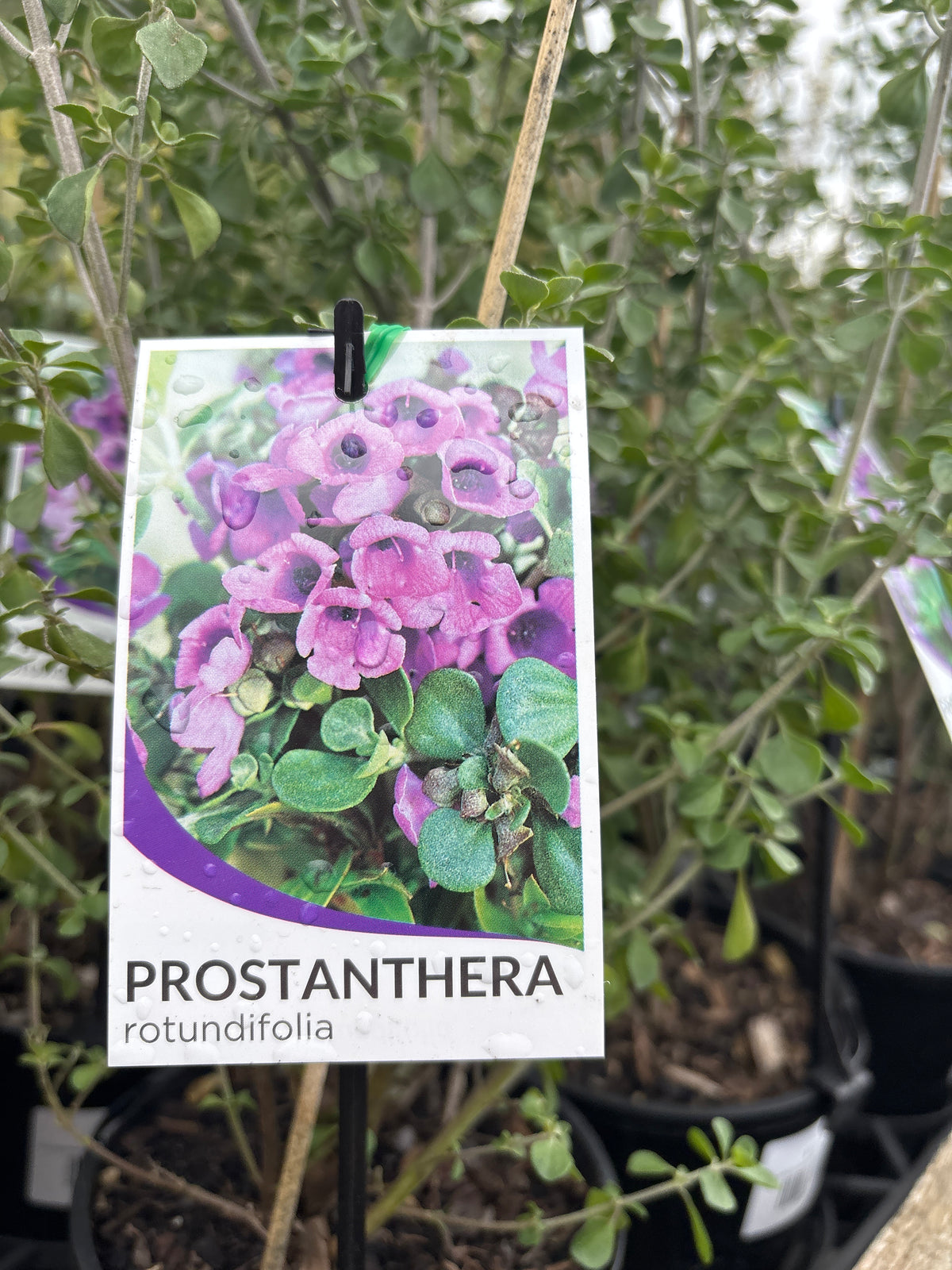 Prostanthera rotundifolia - Round Leaf Mint Bush