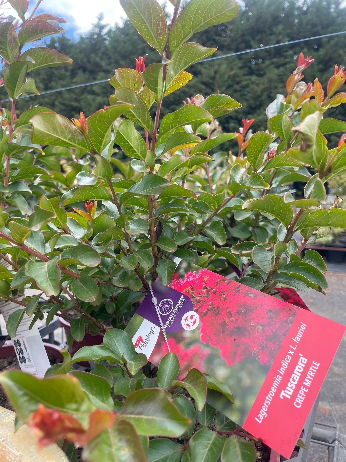 Lagerstroemia indica 'Tuscarora'