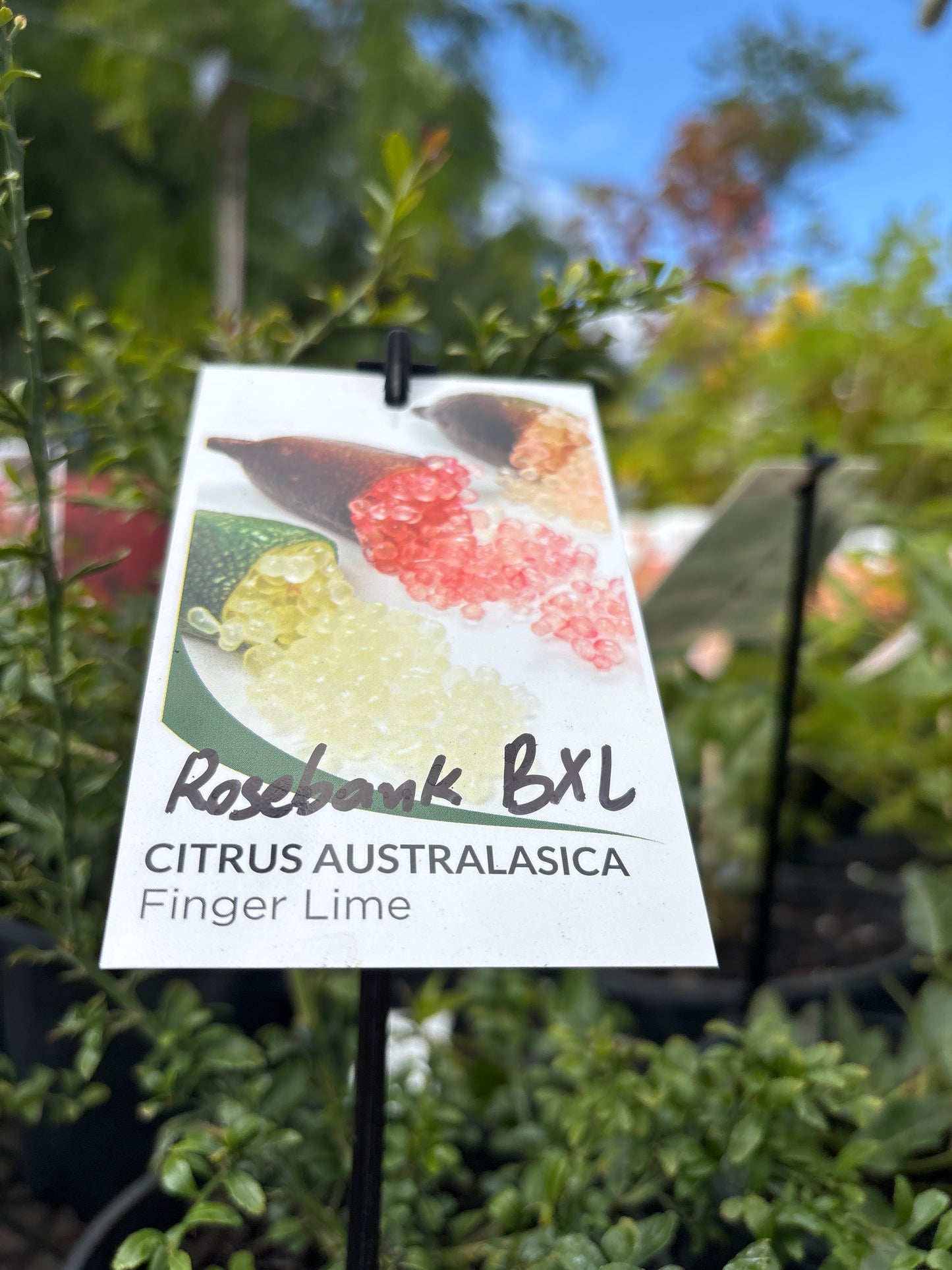 Citrus 'BXL' Finger Lime