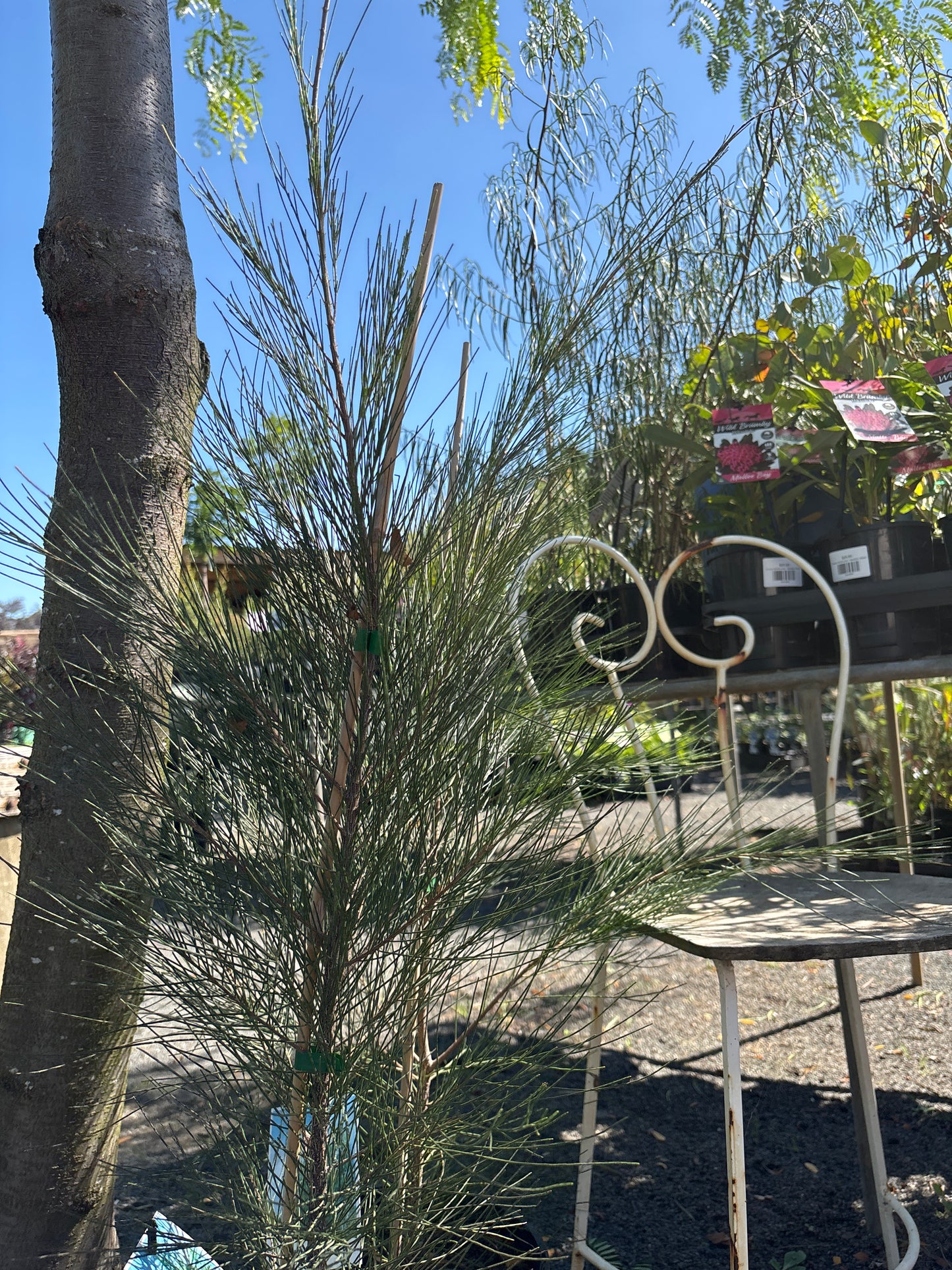 Casuarina cunninghamiana