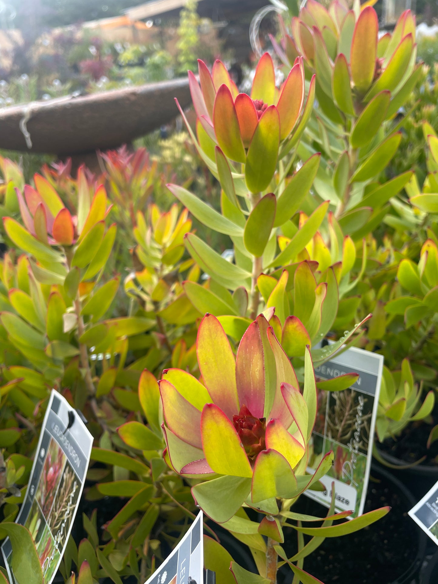 Leucadendron 'Spring Blaze'