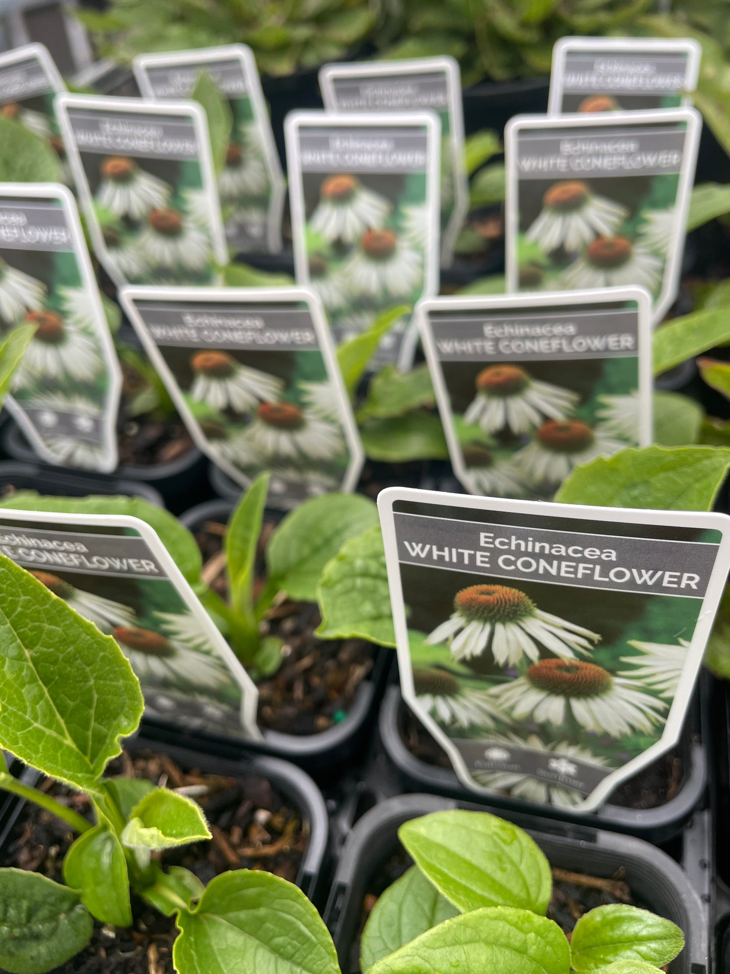 Echinacea purpurea 'White Swan'